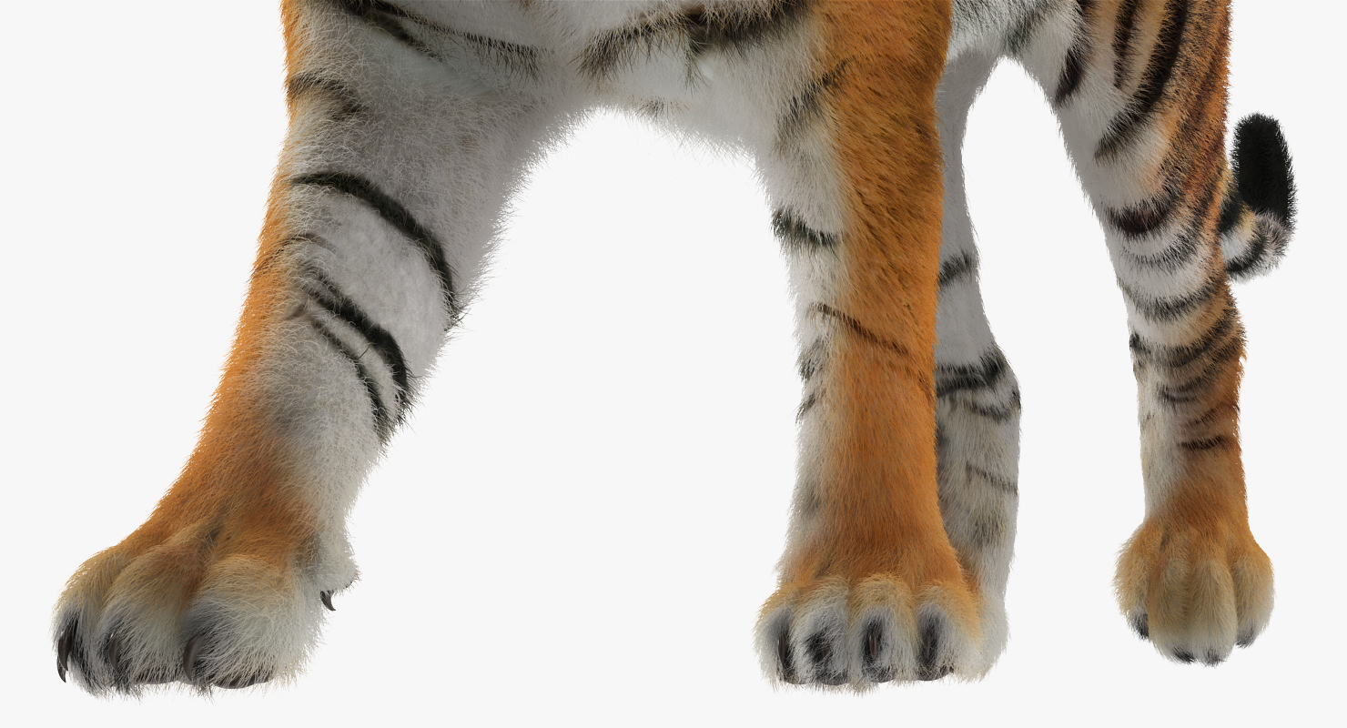 3D Tiger Walkig Pose with Fur