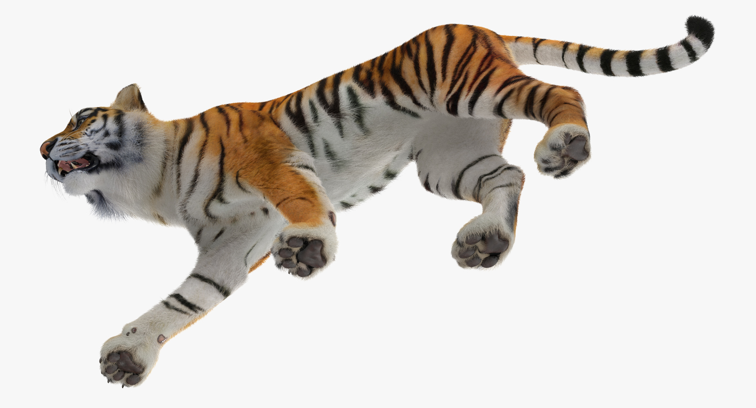 3D Tiger Walkig Pose with Fur