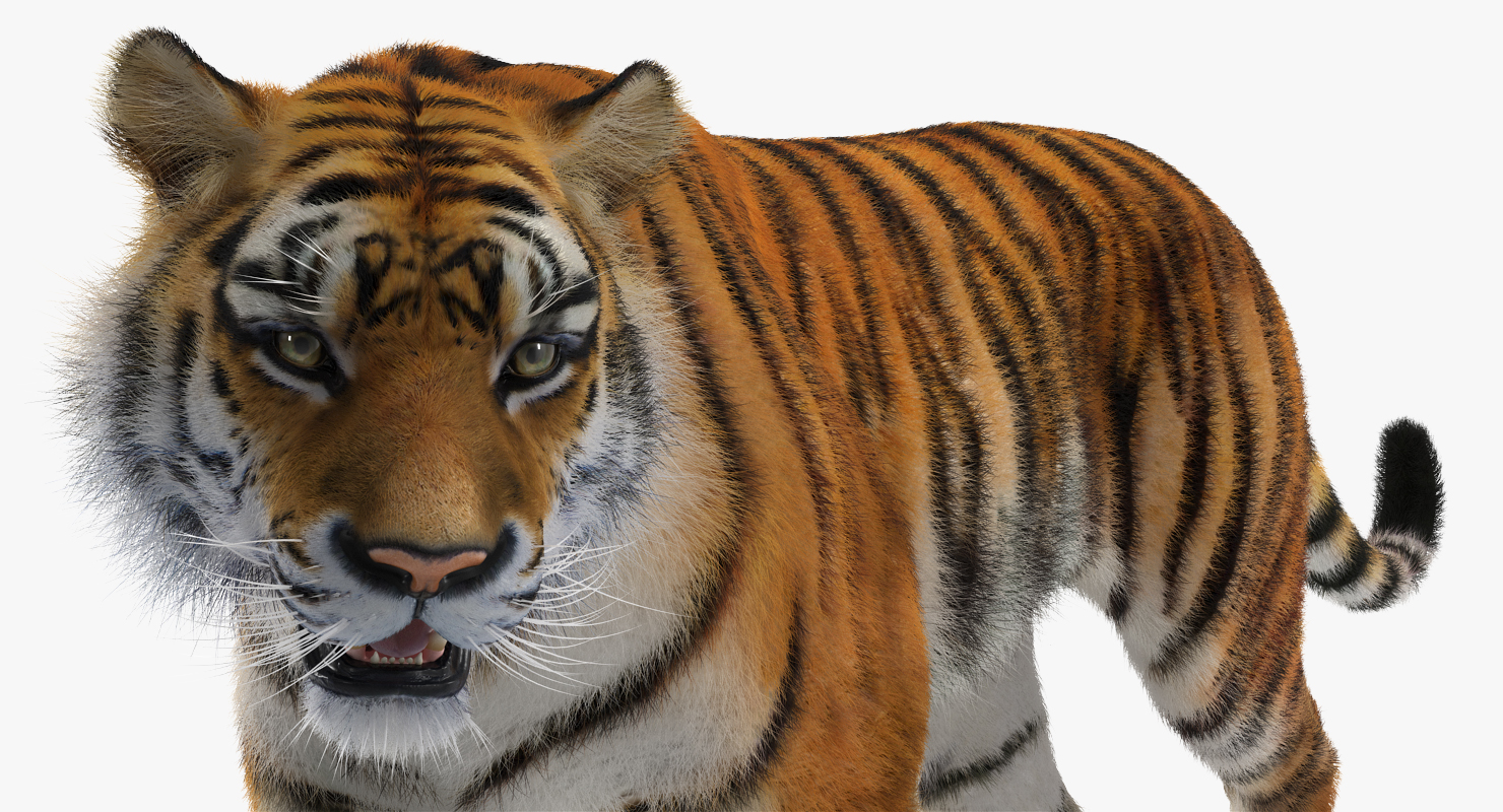 3D Tiger Walkig Pose with Fur