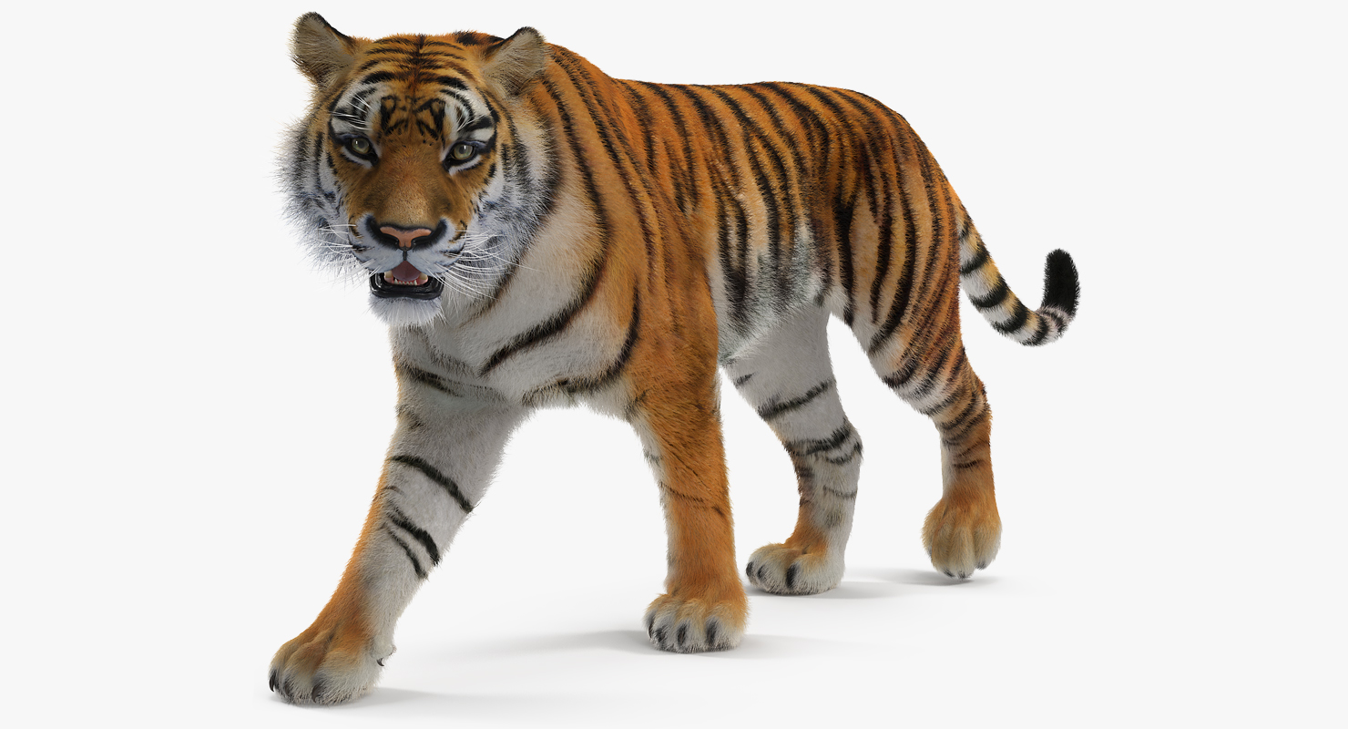 3D Tiger Walkig Pose with Fur