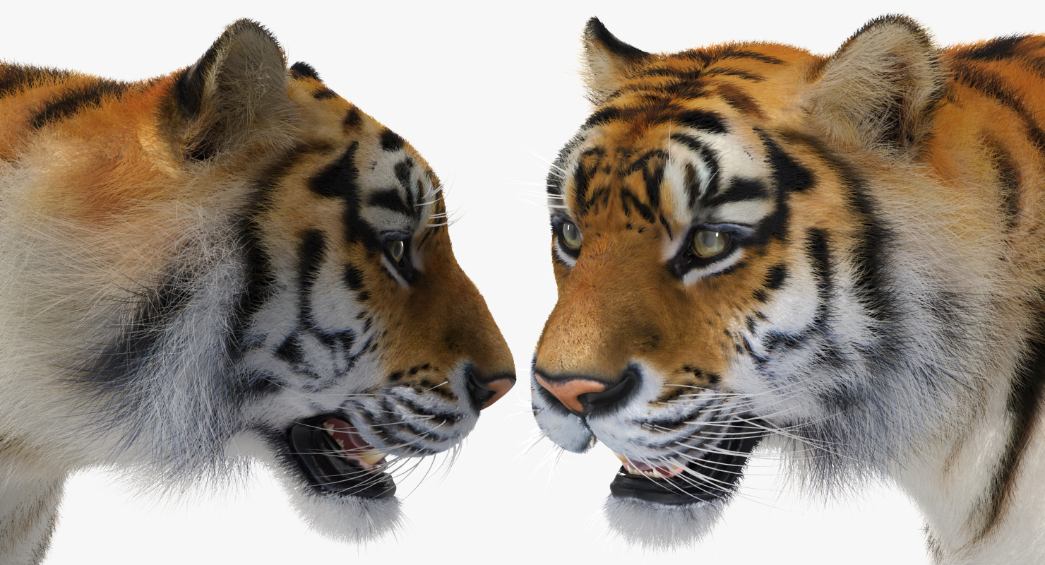 3D Tiger Walkig Pose with Fur