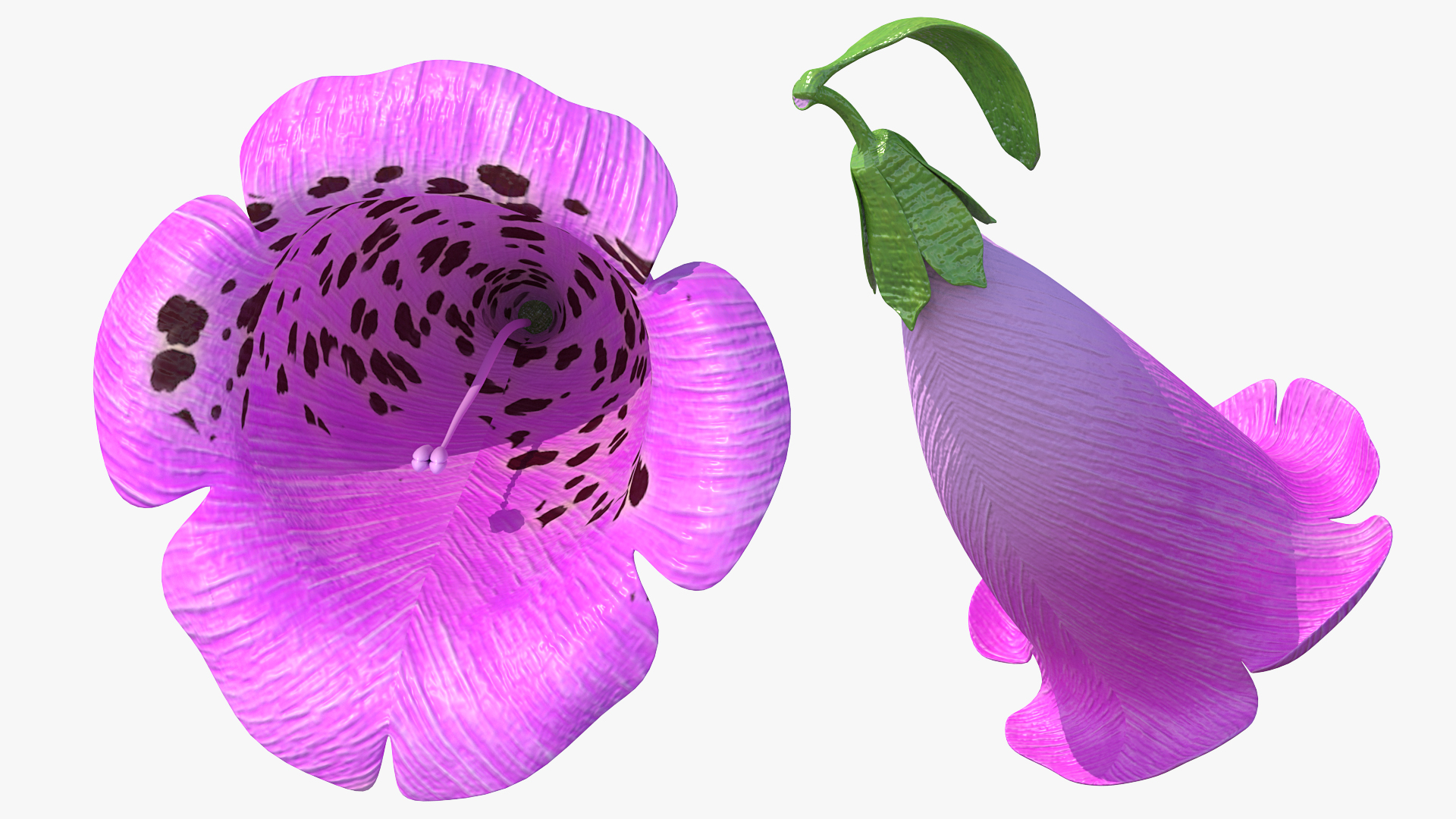 Purple Foxglove Flower 3D