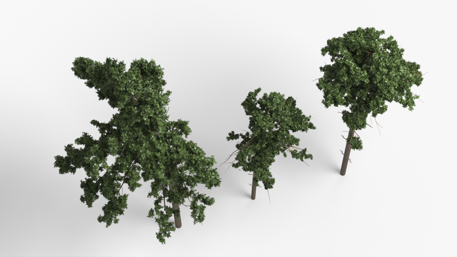 Low Poly Pine Trees Set Green - view 4
