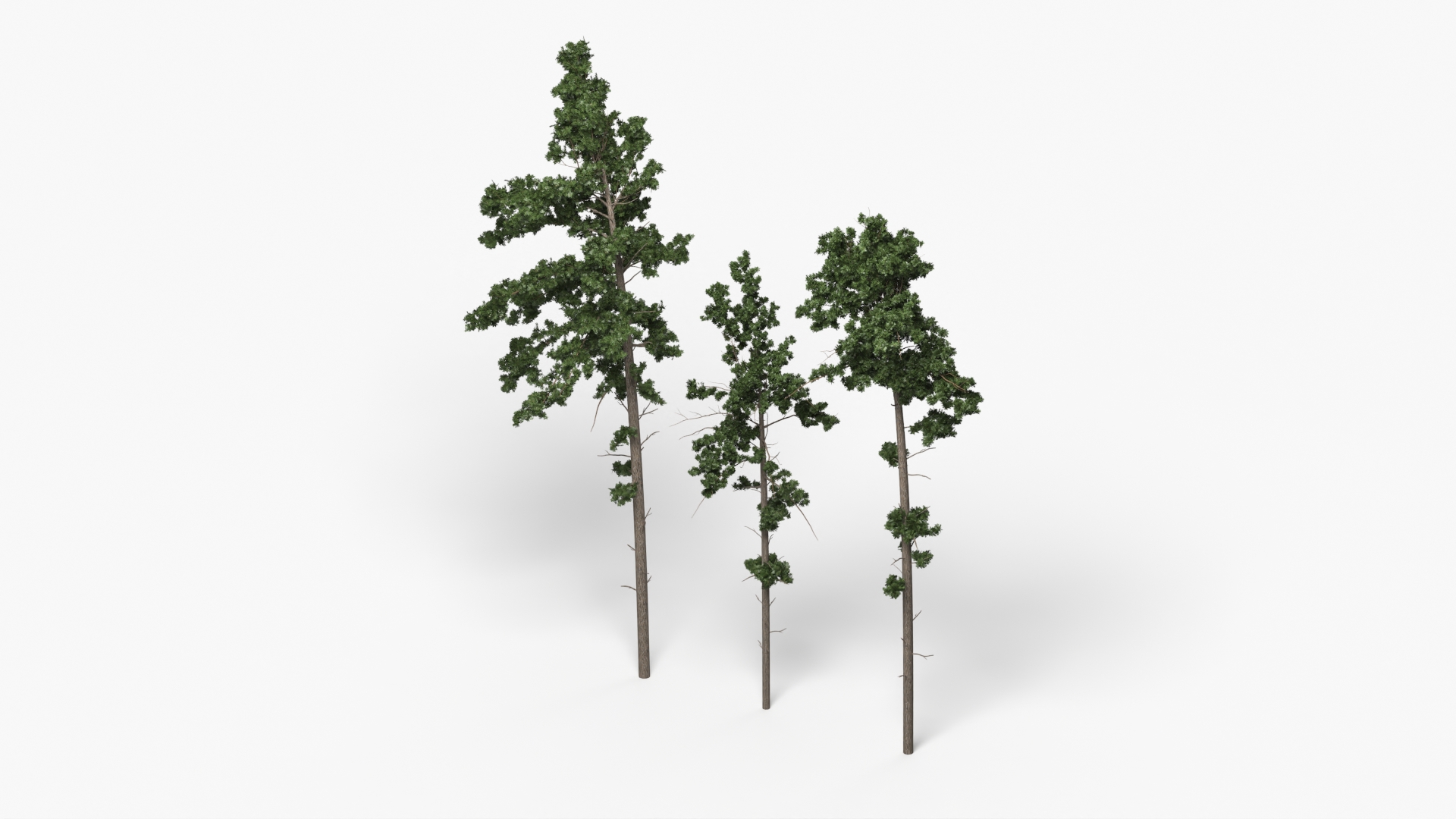 Low Poly Pine Trees Set Green - view 2