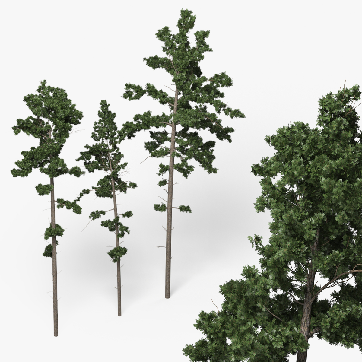 Low Poly Pine Trees Set Green 3D model preview