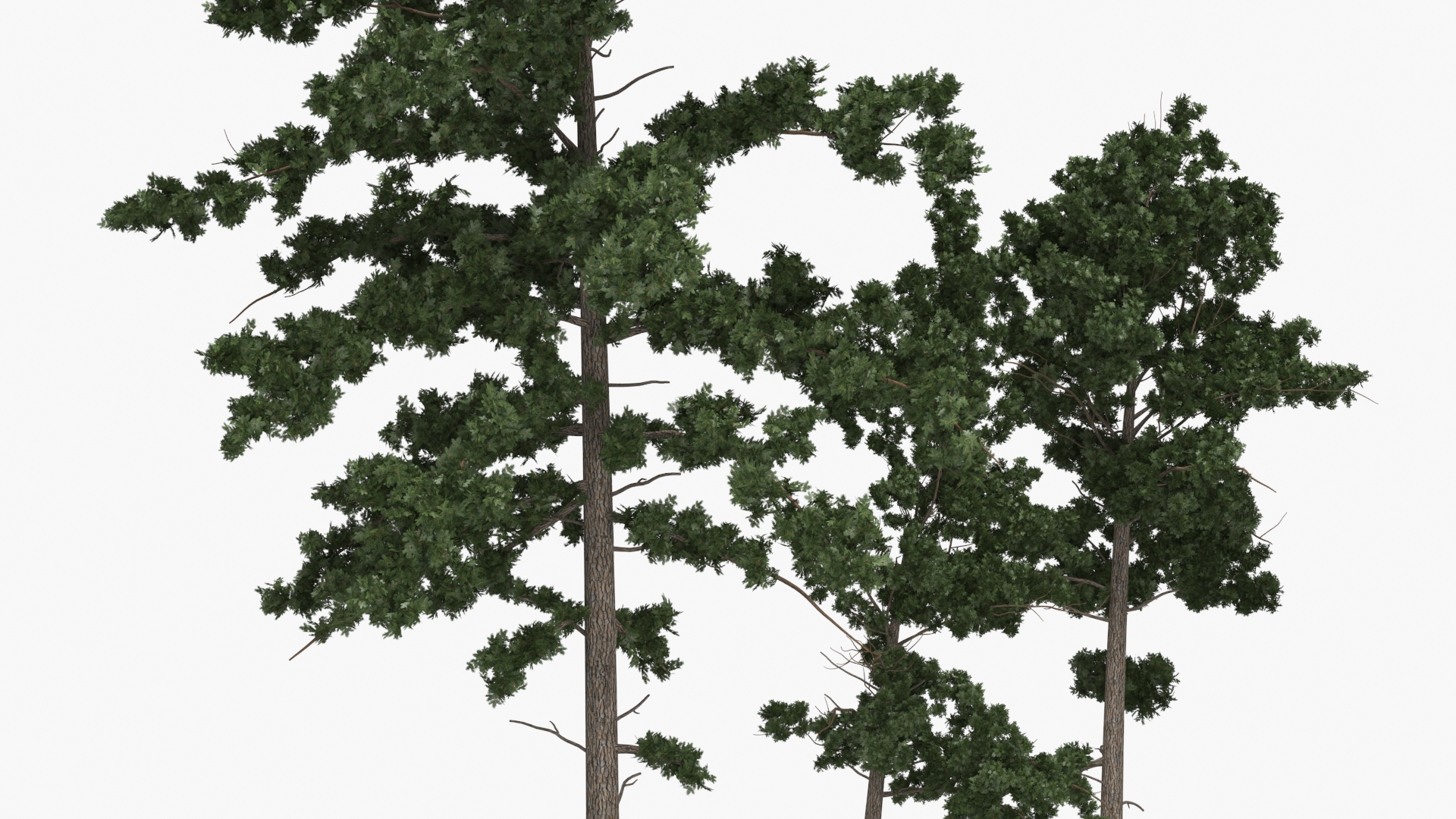 Low Poly Pine Trees Set Green - view 6