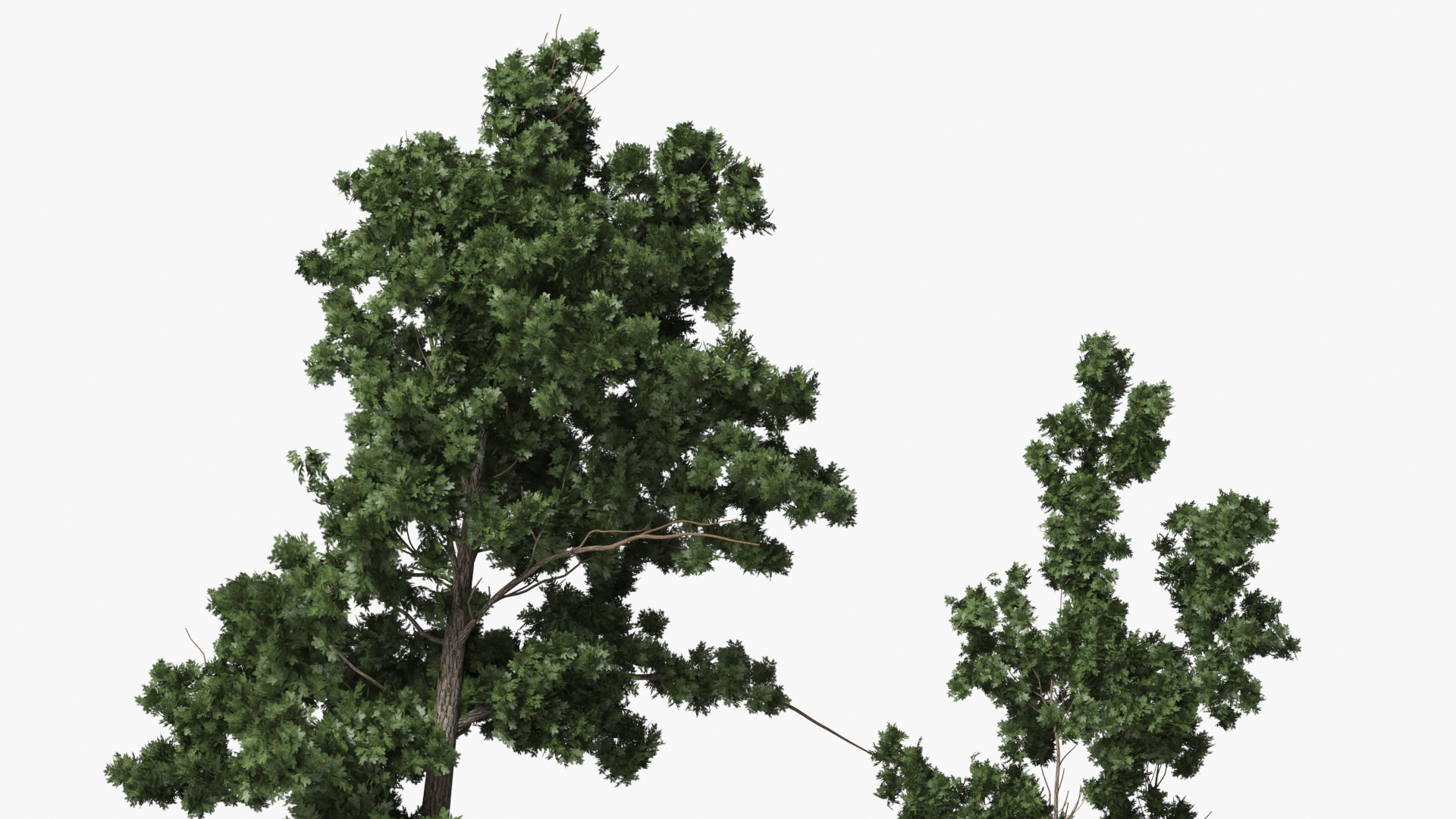 Low Poly Pine Trees Set Green - view 5