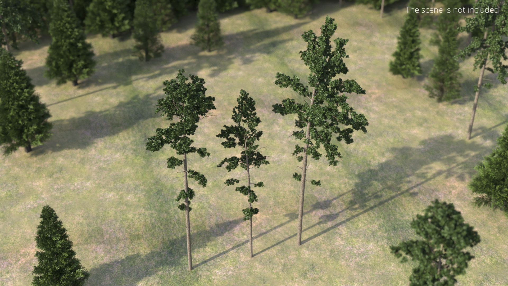 Low Poly Pine Trees Set Green - view 3