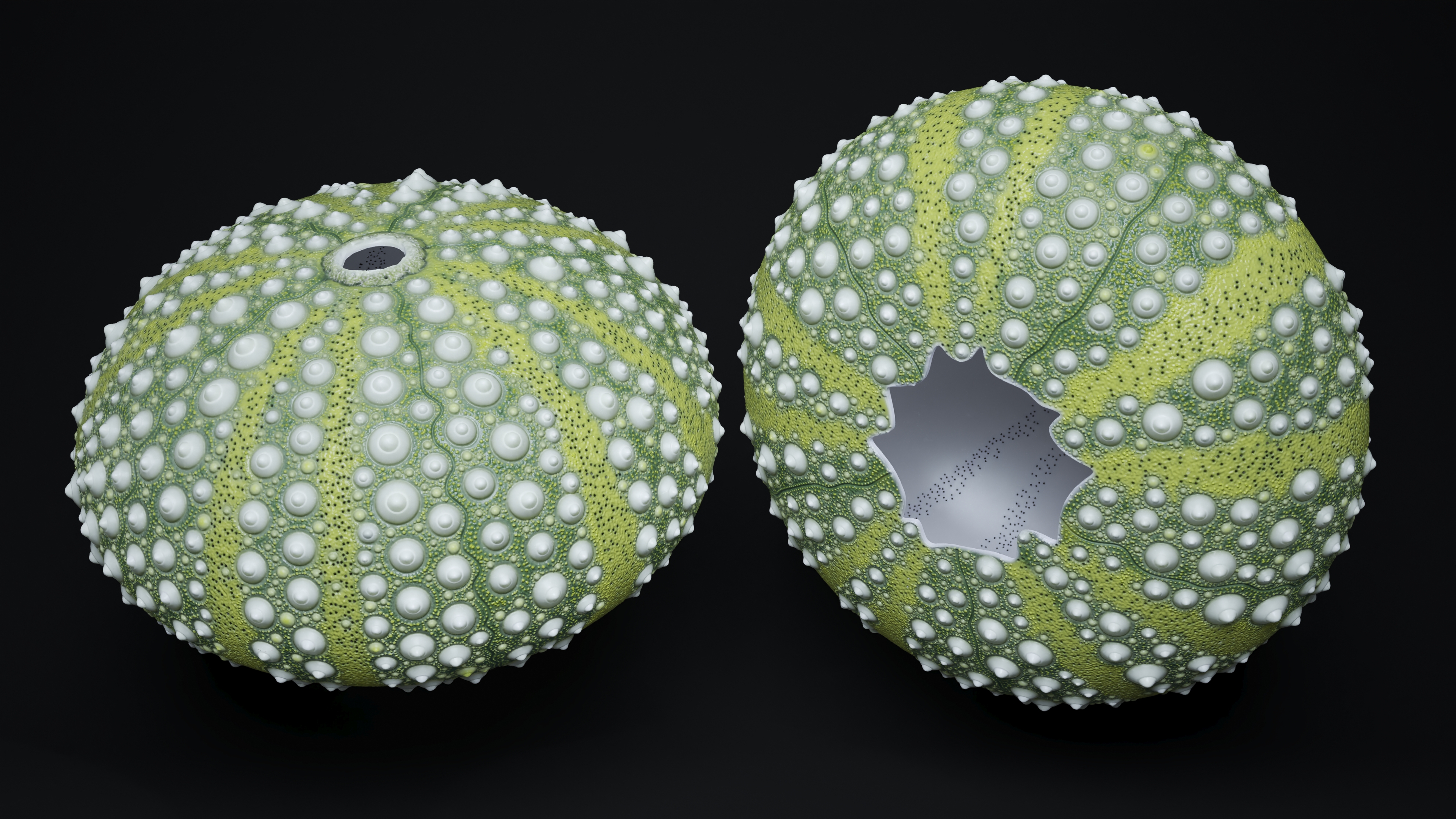 Scottish Sea Urchin Seashell Green 3D model