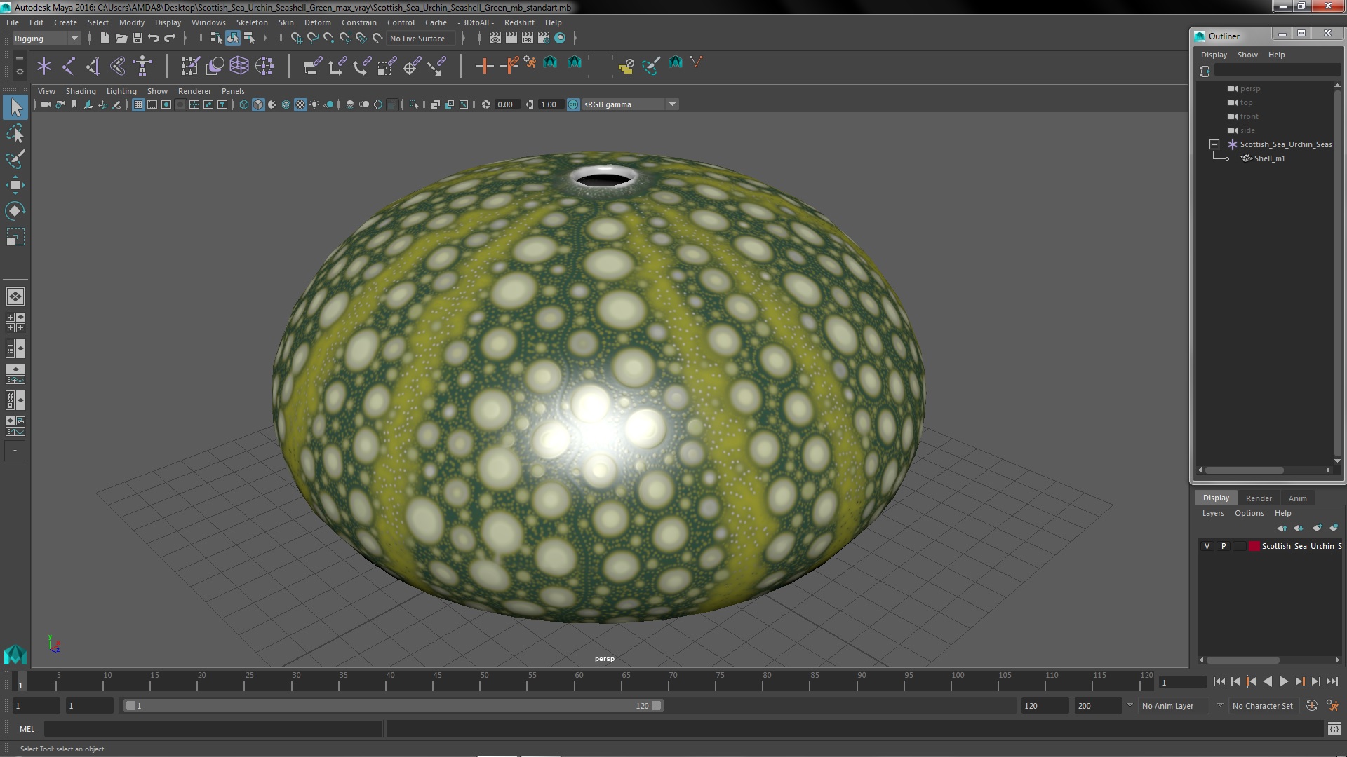 Scottish Sea Urchin Seashell Green 3D model