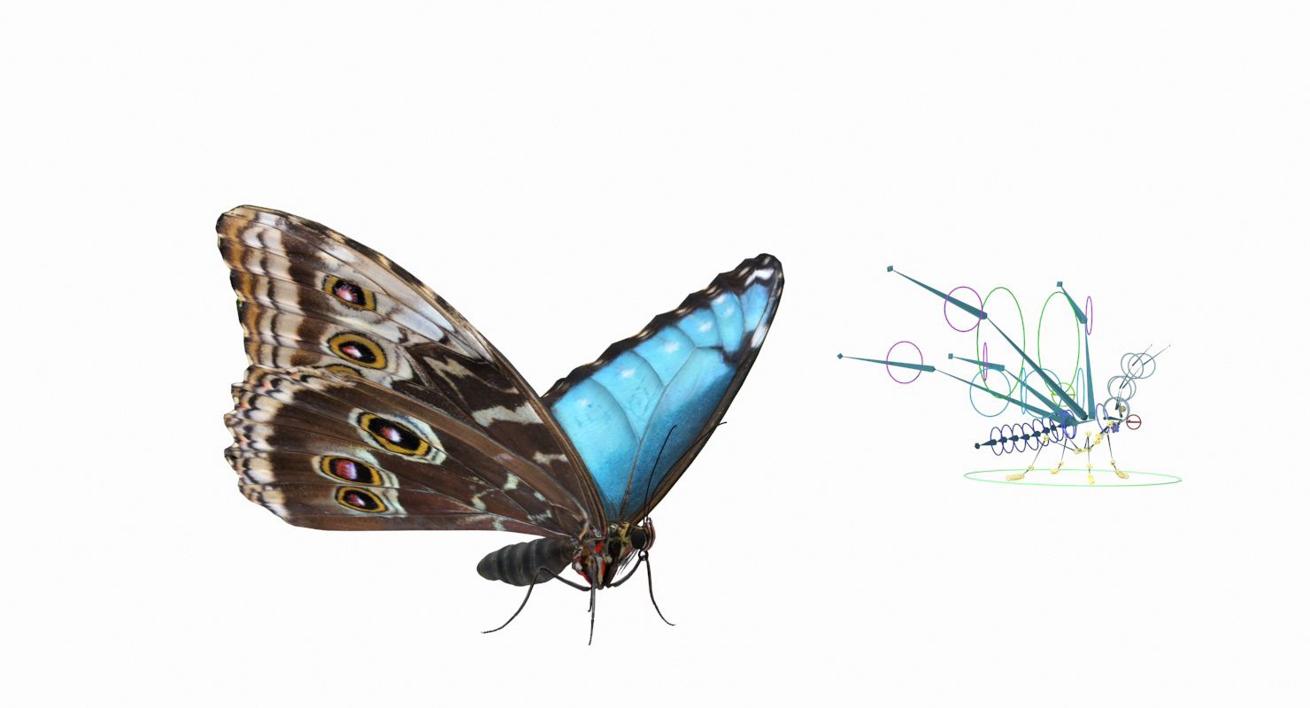 Morpho Peleides Butterfly Rigged 3D