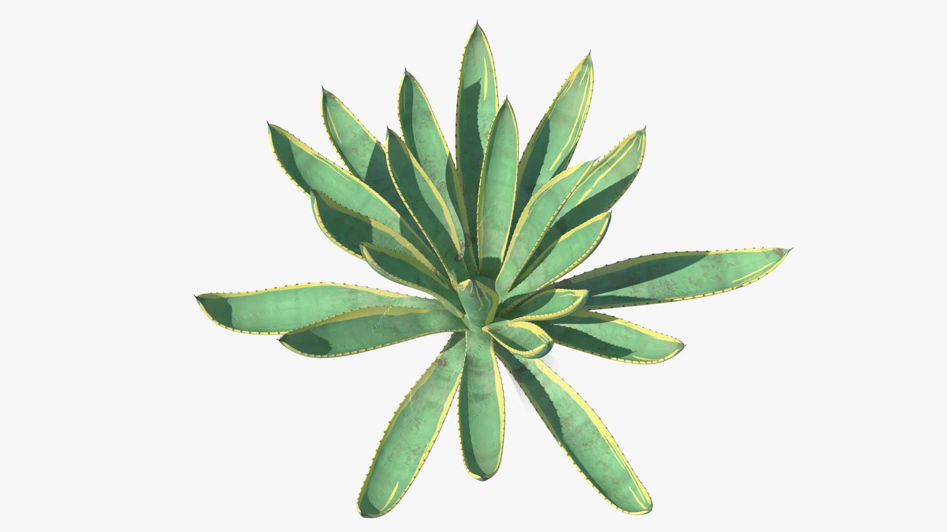 Agave Americana Century Plant 3D model