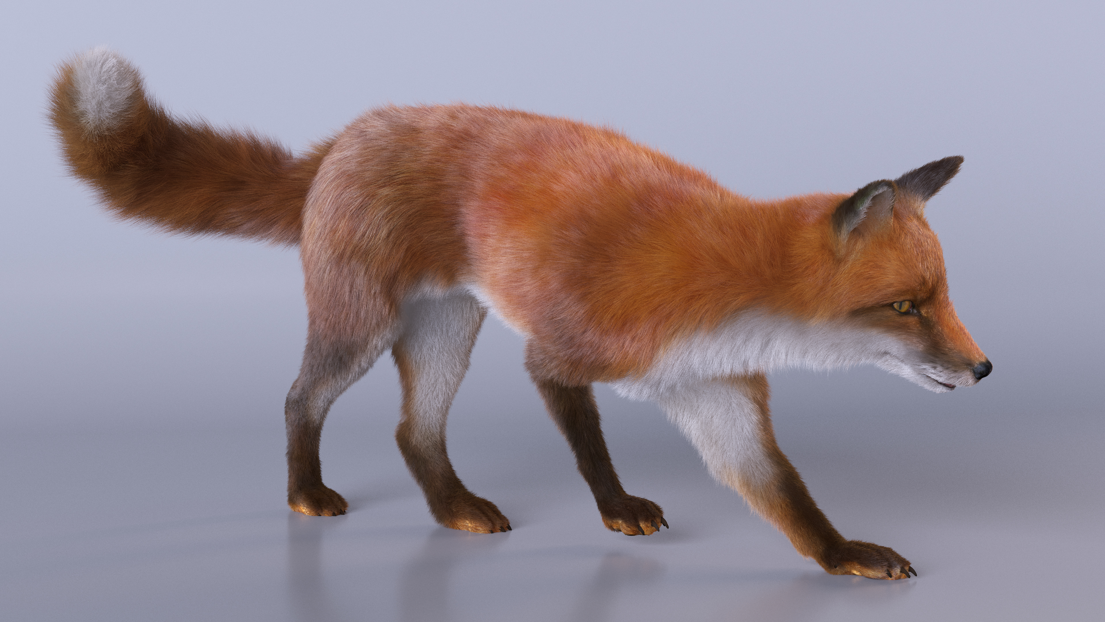 Fox Fur Rigged 3D model