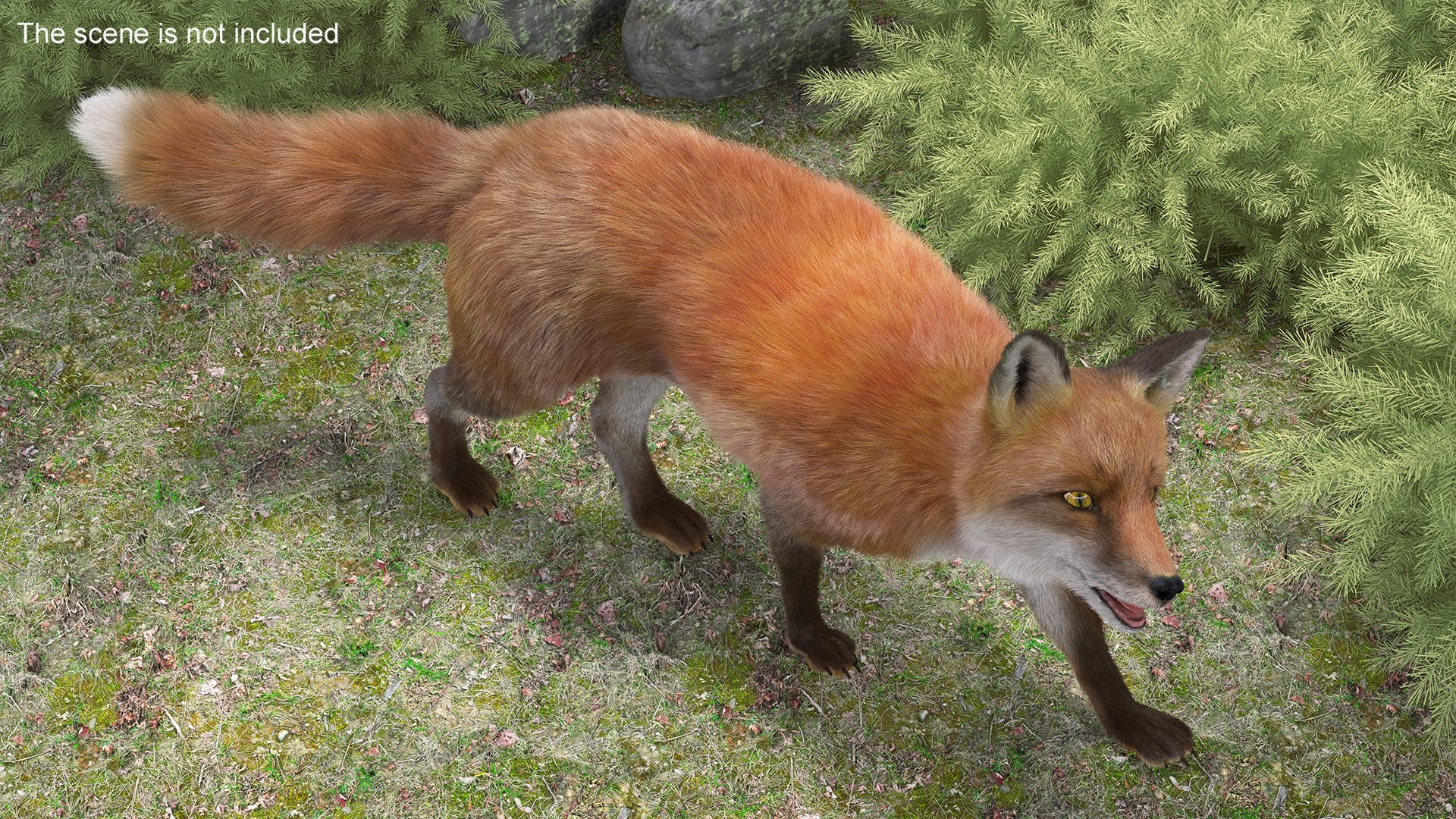 Fox Fur Rigged 3D model