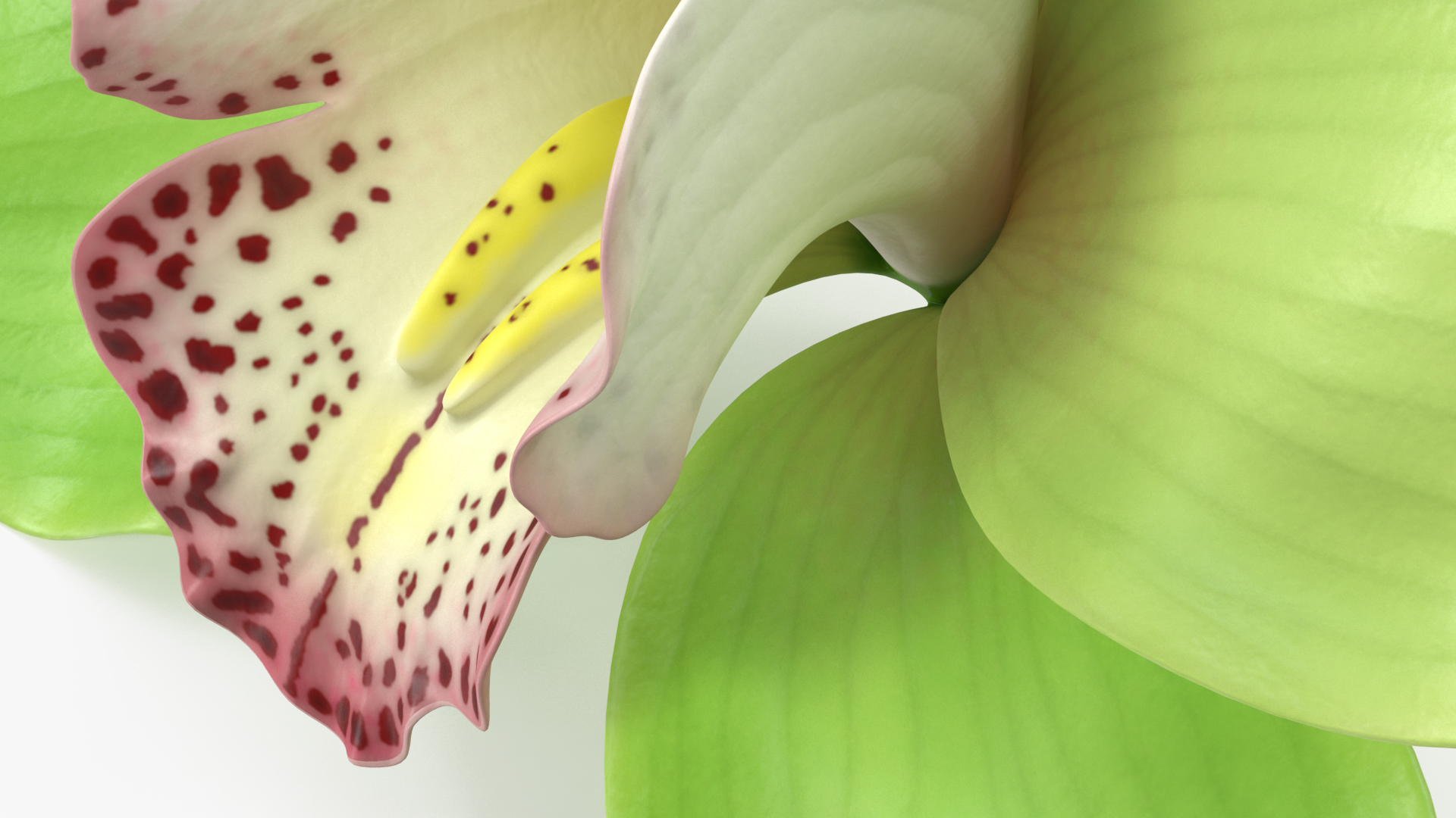 Hybrid Orchid Green 3D model