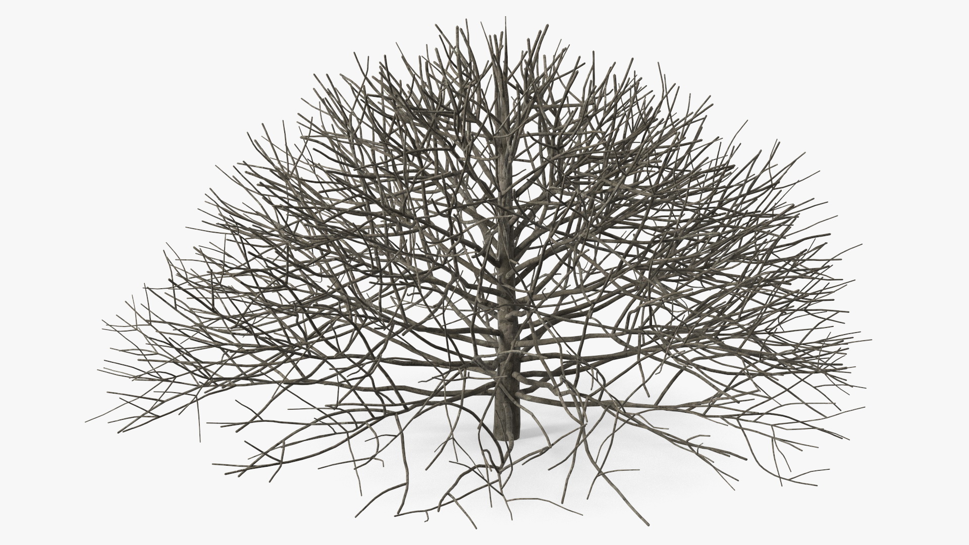 3D model Bark Shrub