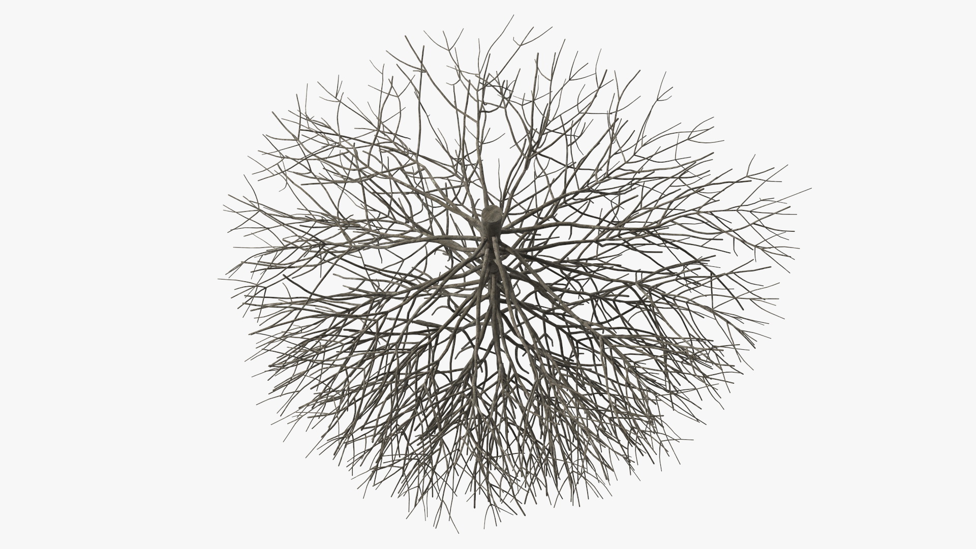 3D model Bark Shrub