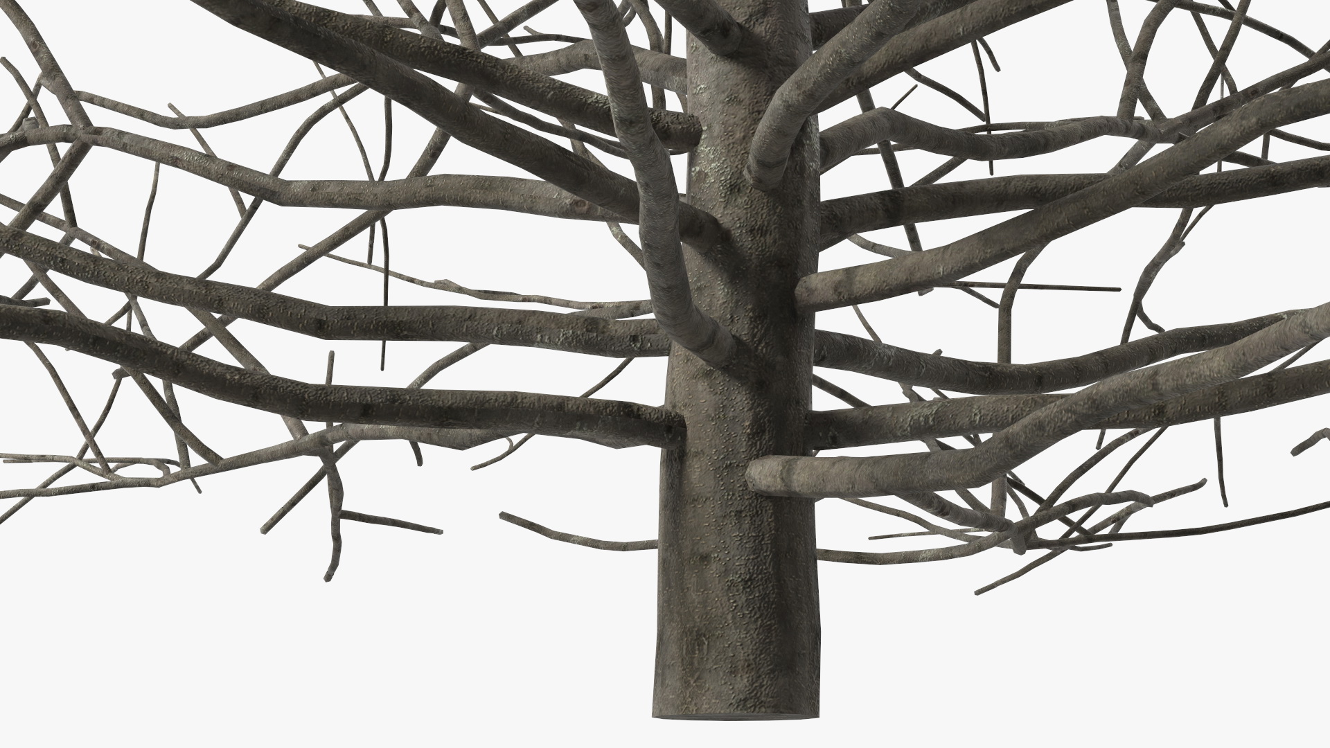 3D model Bark Shrub