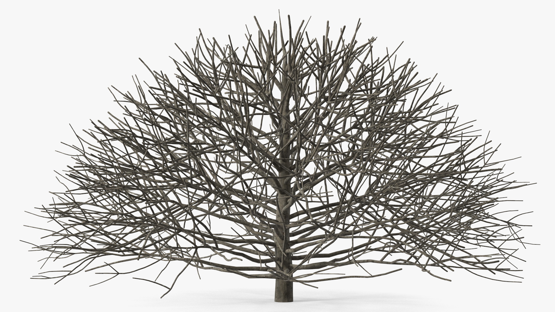 3D model Bark Shrub