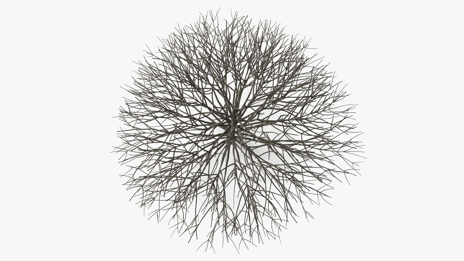 3D model Bark Shrub