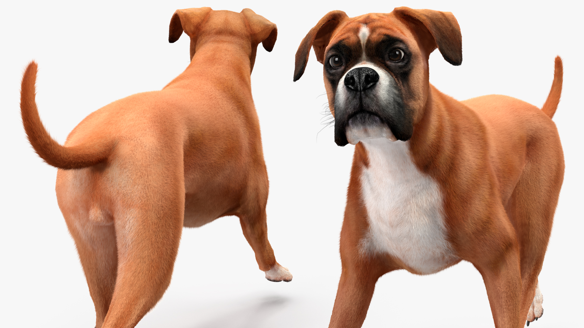 3D Running Dog Boxer Fur