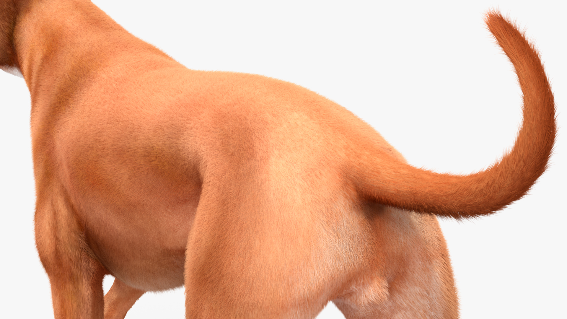 3D Running Dog Boxer Fur