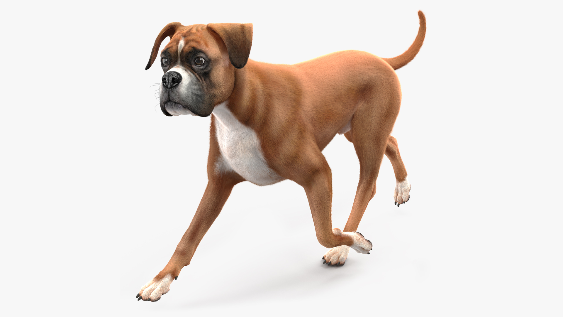 3D Running Dog Boxer Fur
