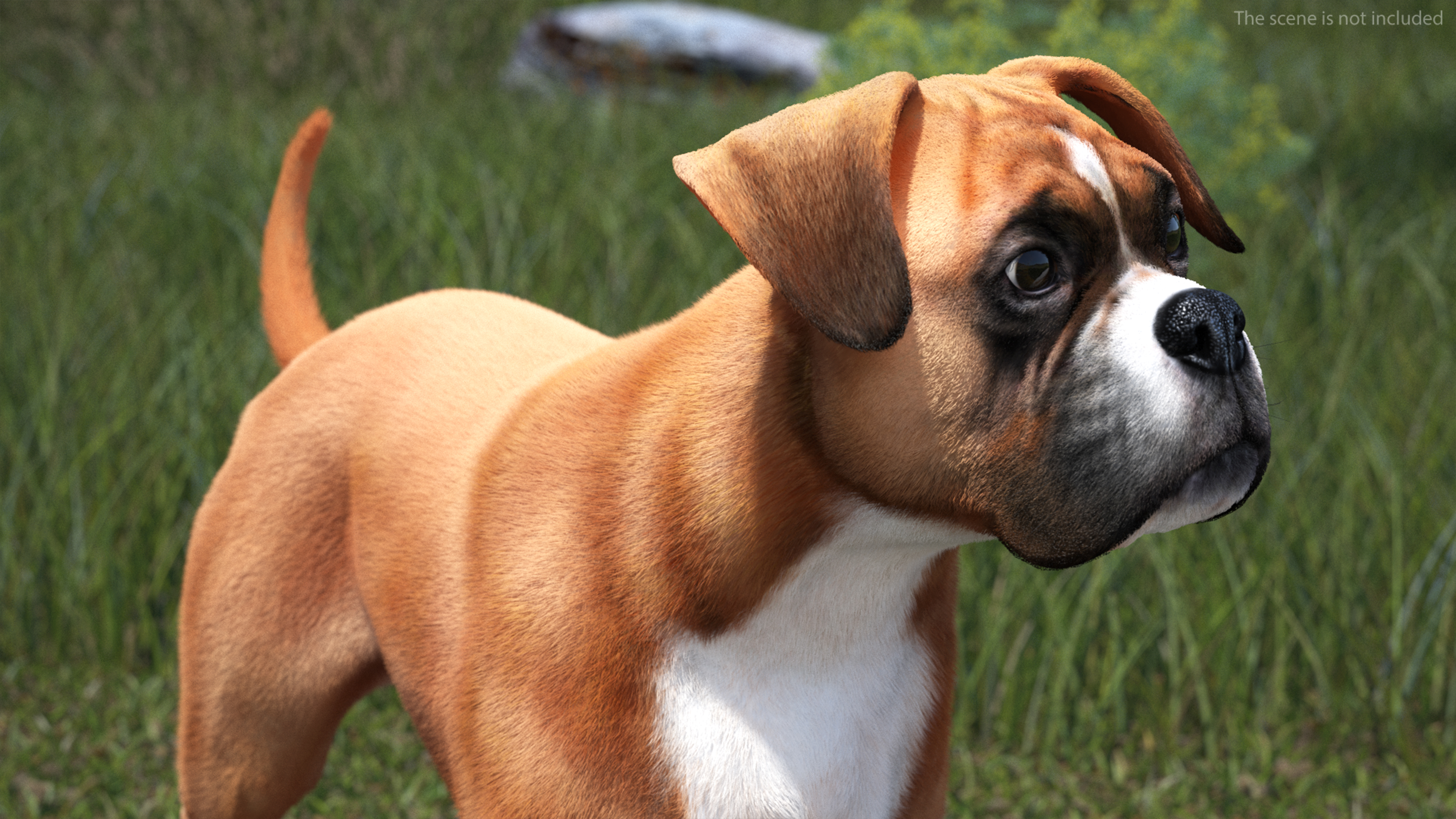 3D Running Dog Boxer Fur