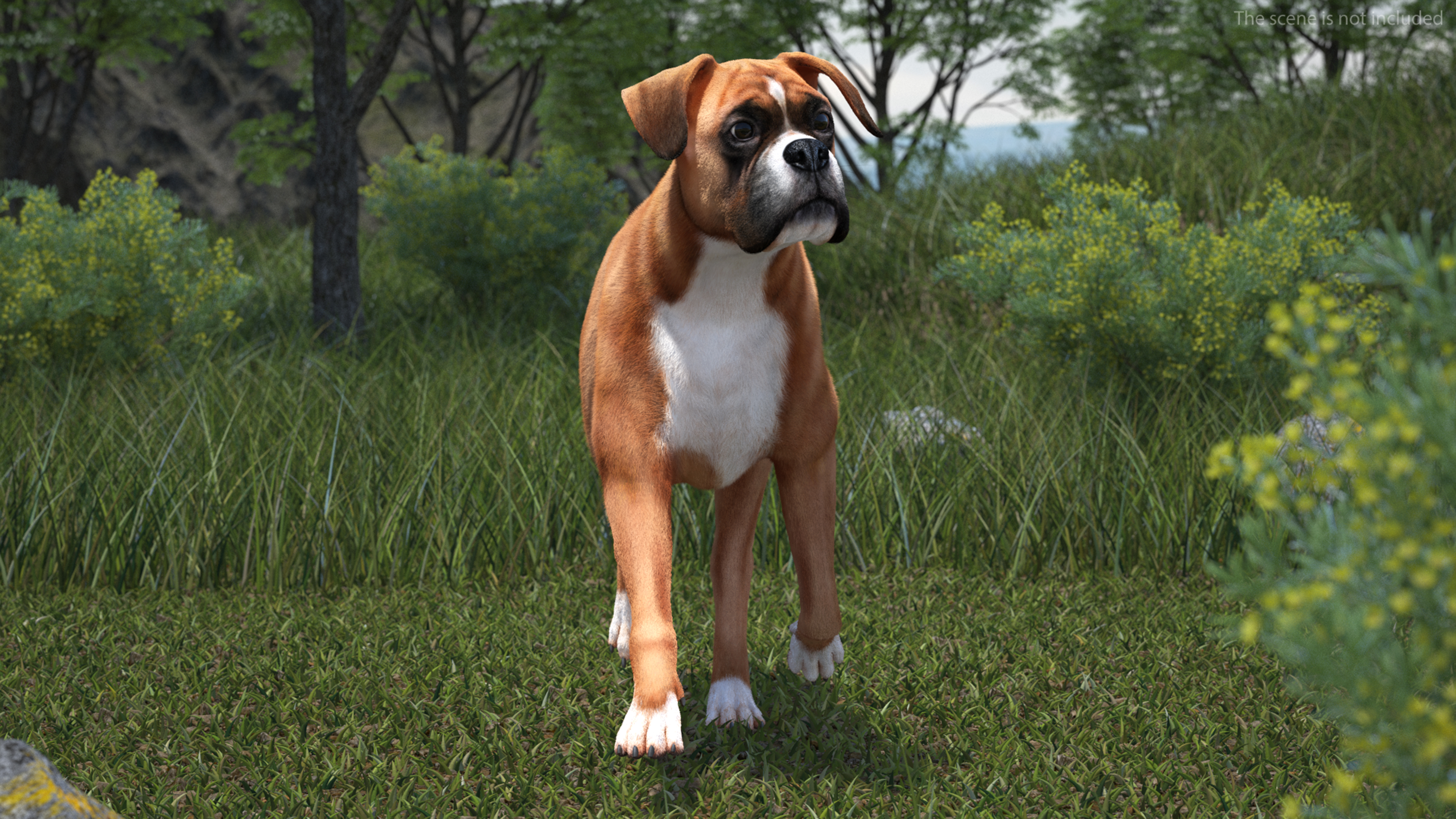 3D Running Dog Boxer Fur