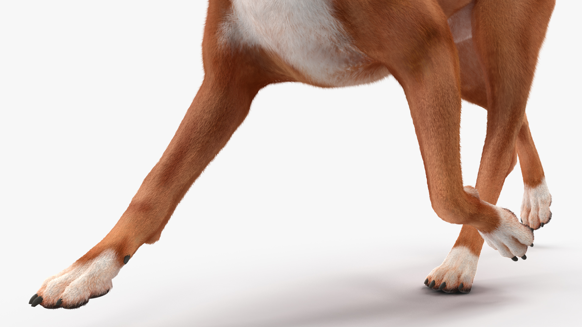 3D Running Dog Boxer Fur