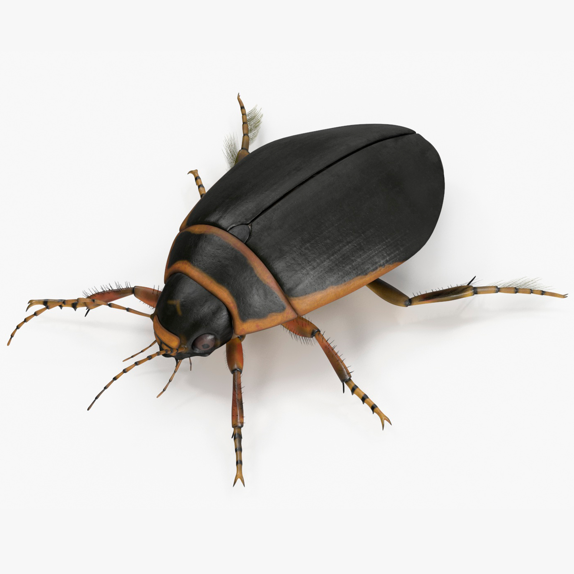3D Insect Water Beetle Brown Realistic Rigged for Maya