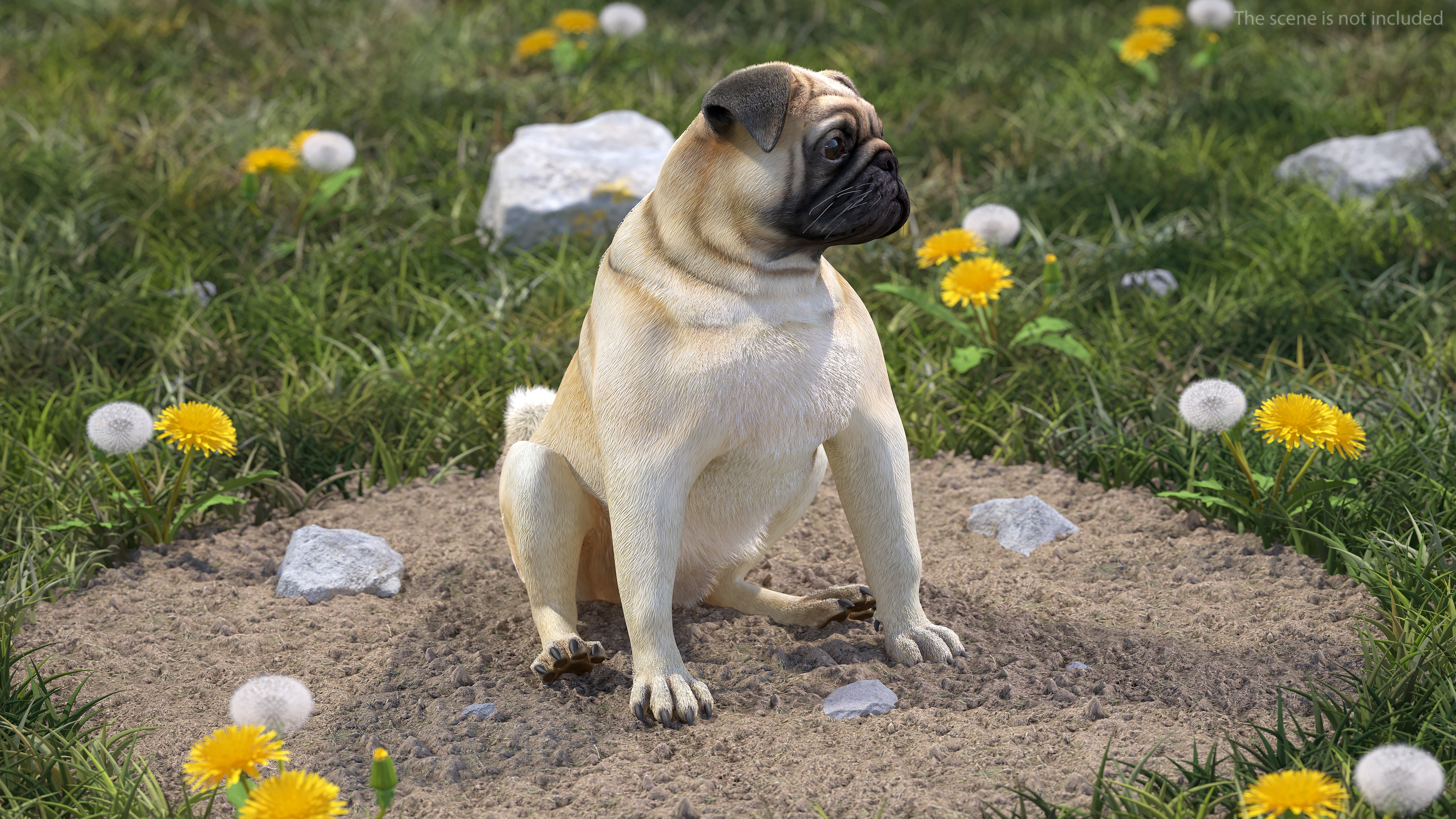 3D Pug Dog Fur Rigged model