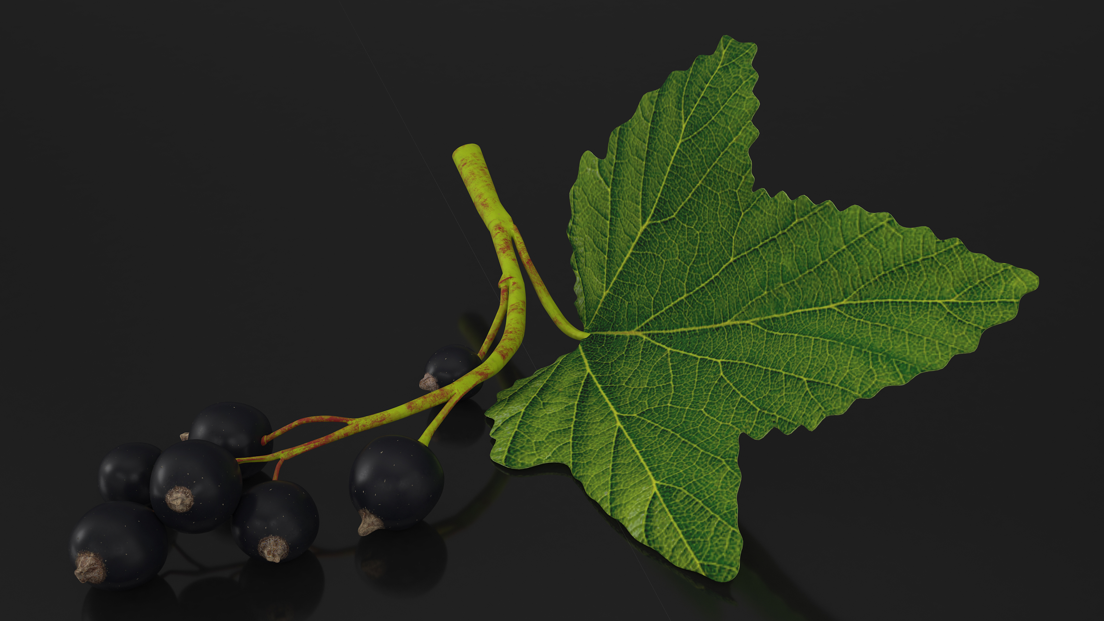 3D model Black Currant Branch