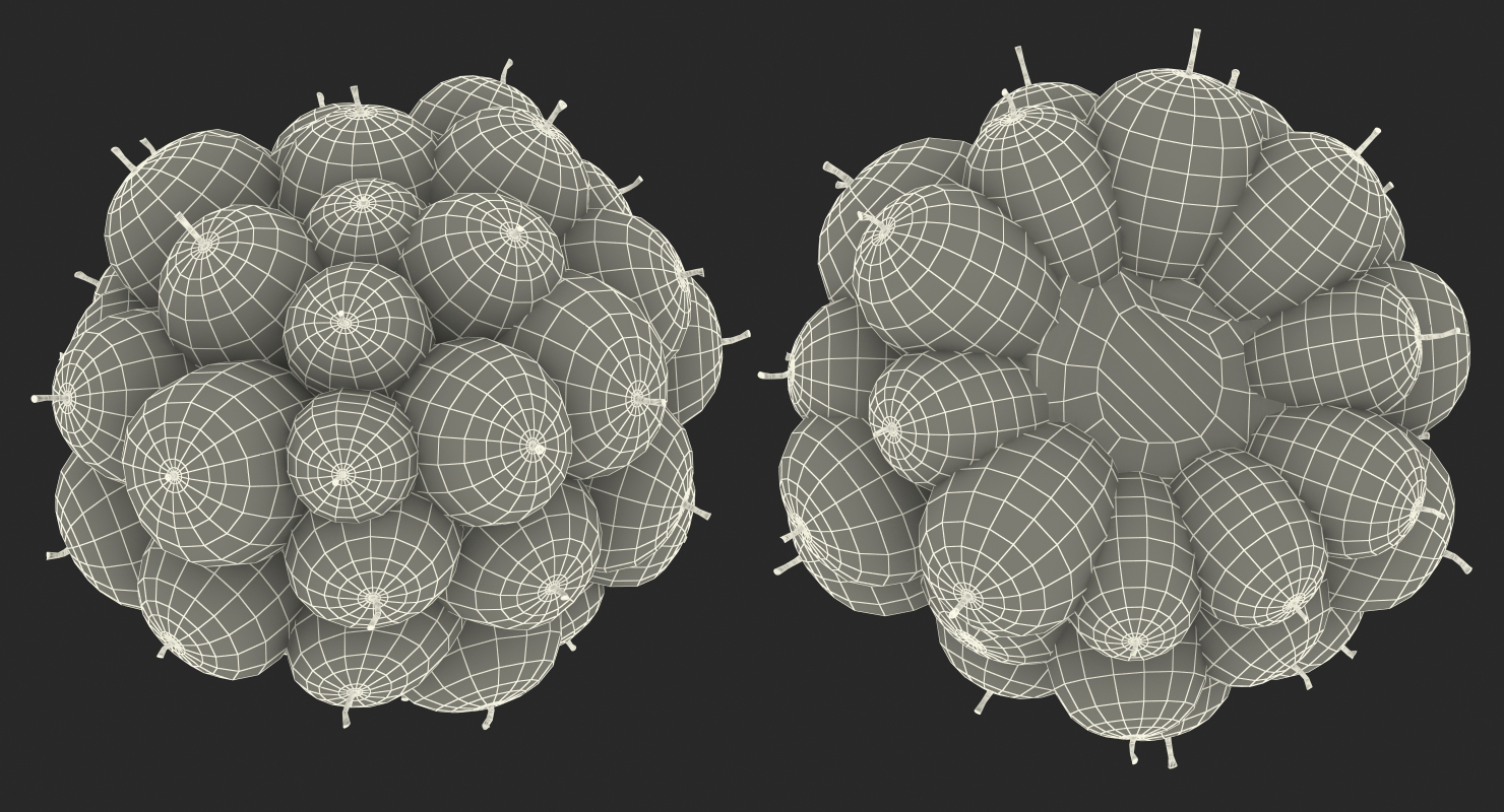 3D Blackberry Fruit