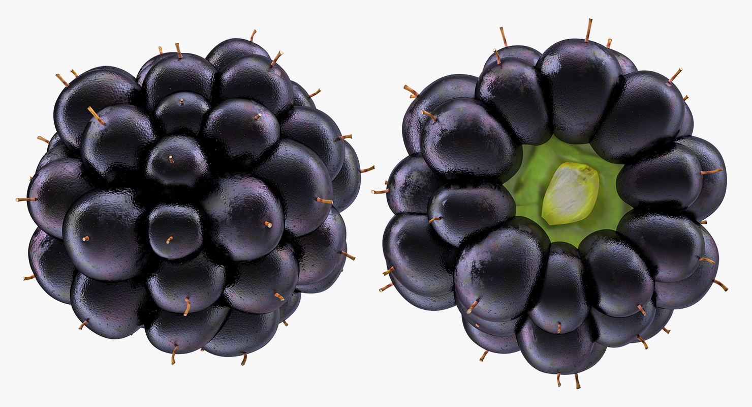 3D Blackberry Fruit