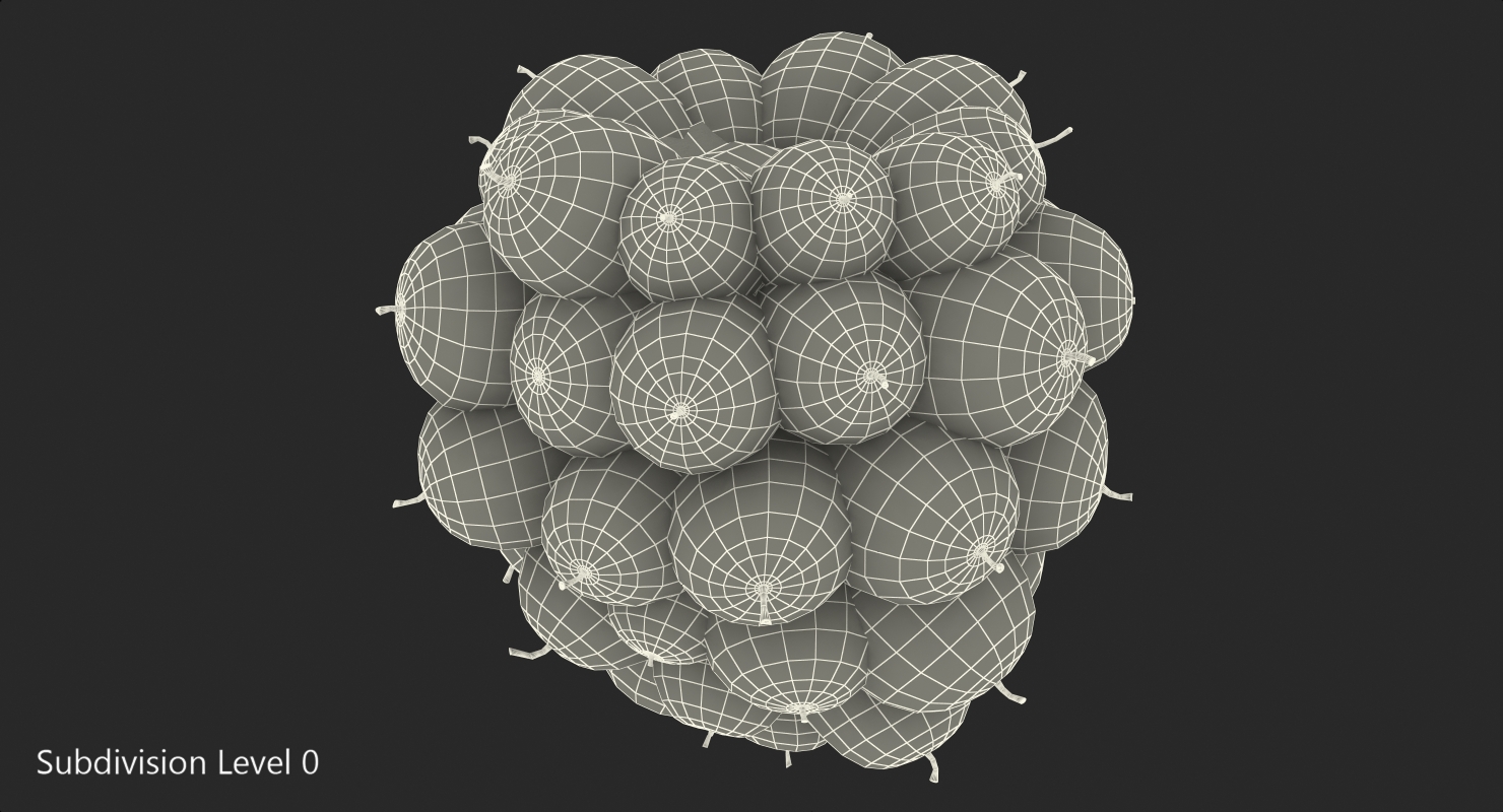 3D Blackberry Fruit