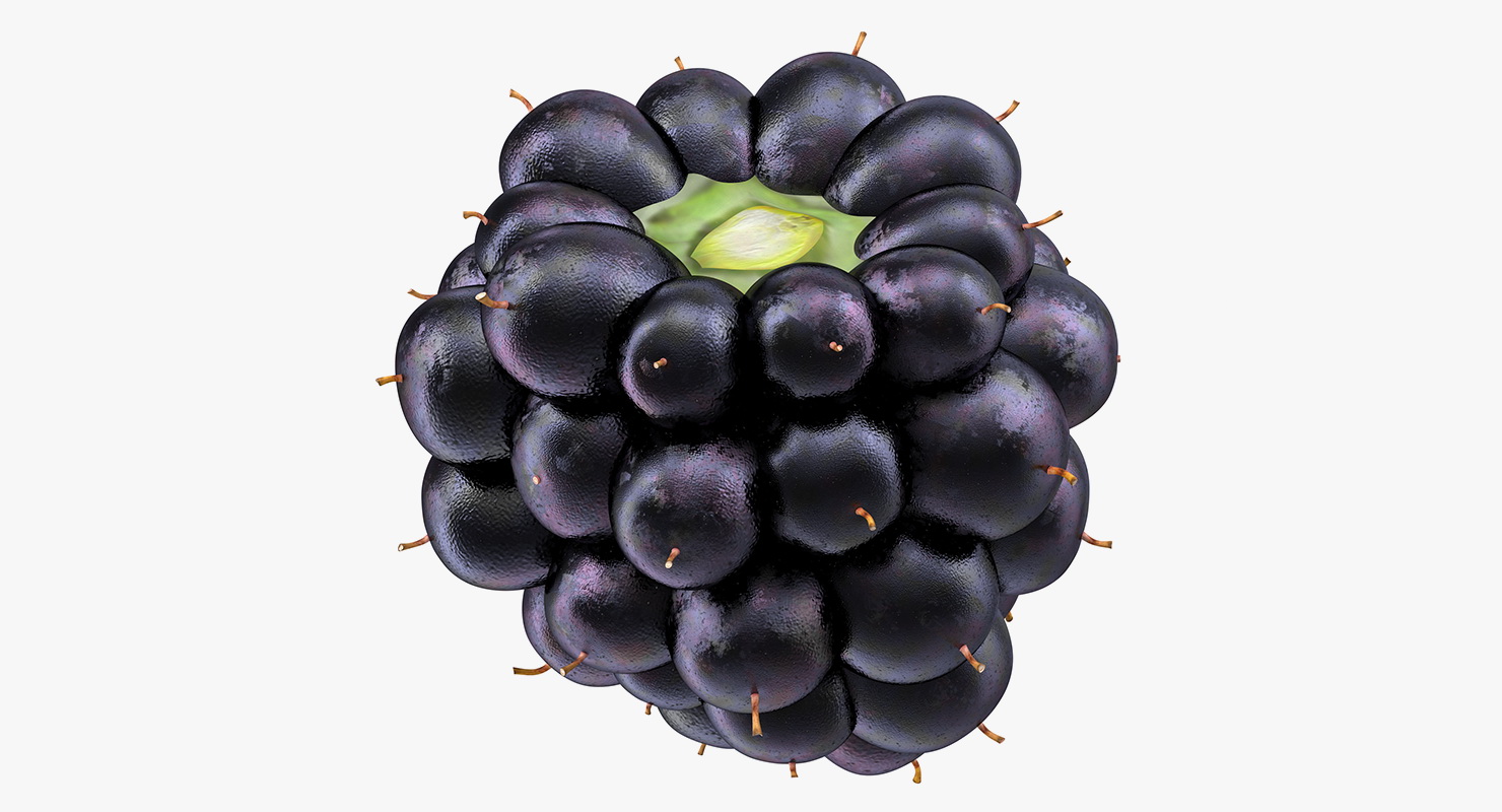 3D Blackberry Fruit