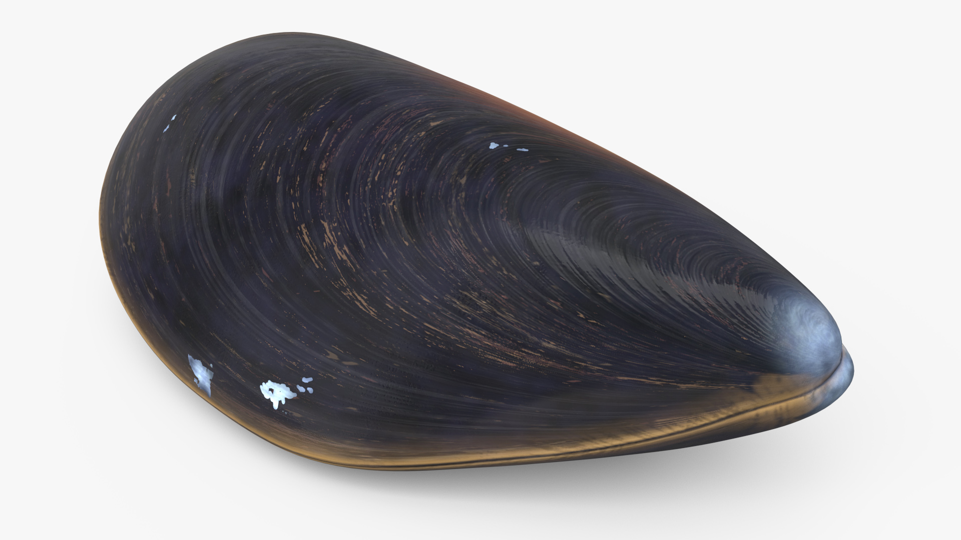 Realistic Marine Mussel Shell 3D model