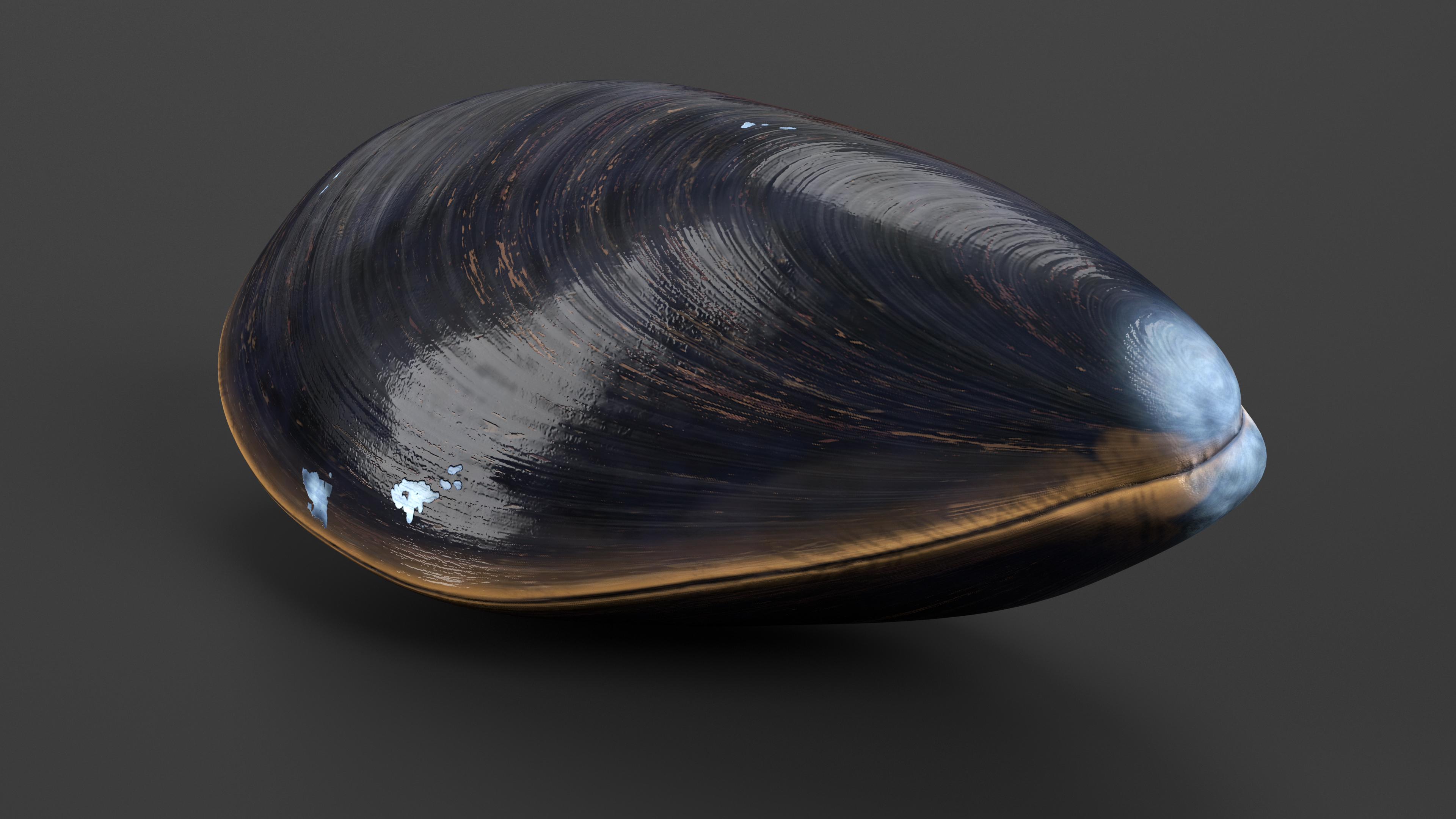 Realistic Marine Mussel Shell 3D model