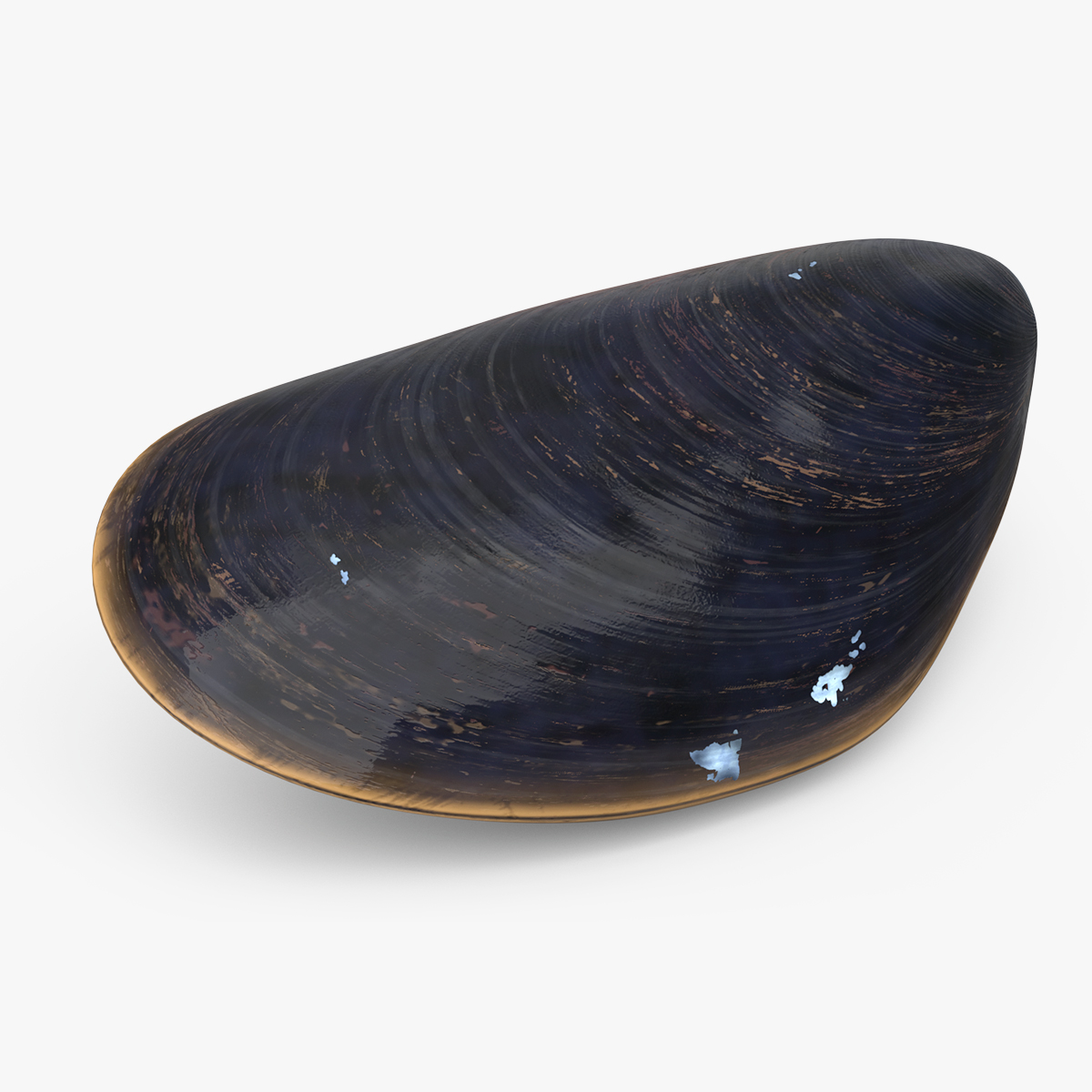 Realistic Marine Mussel Shell 3D model