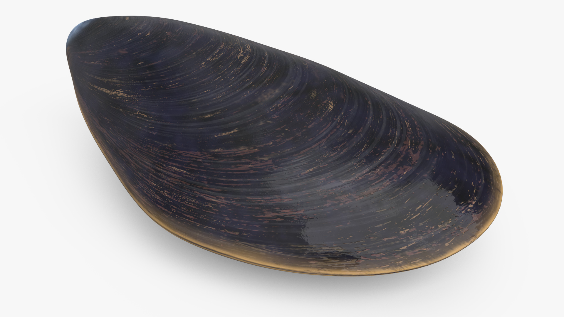 Realistic Marine Mussel Shell 3D model