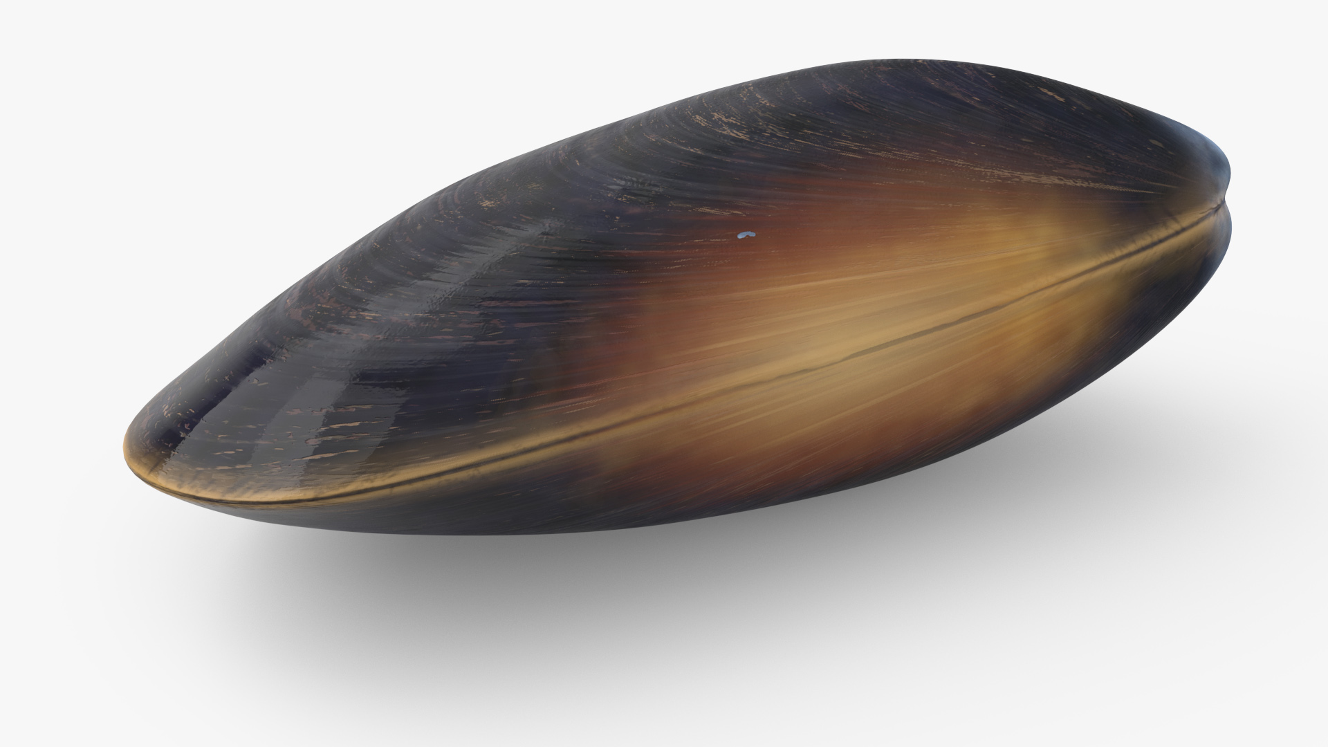 Realistic Marine Mussel Shell 3D model