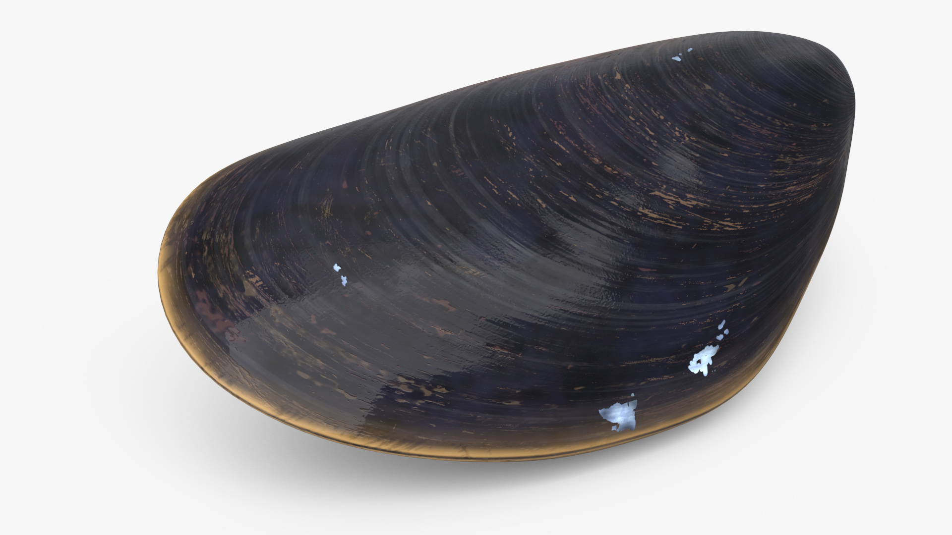 Realistic Marine Mussel Shell 3D model