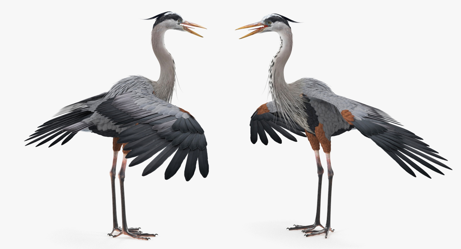 3D Great Blue Heron