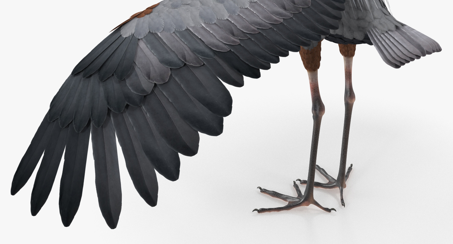 3D Great Blue Heron