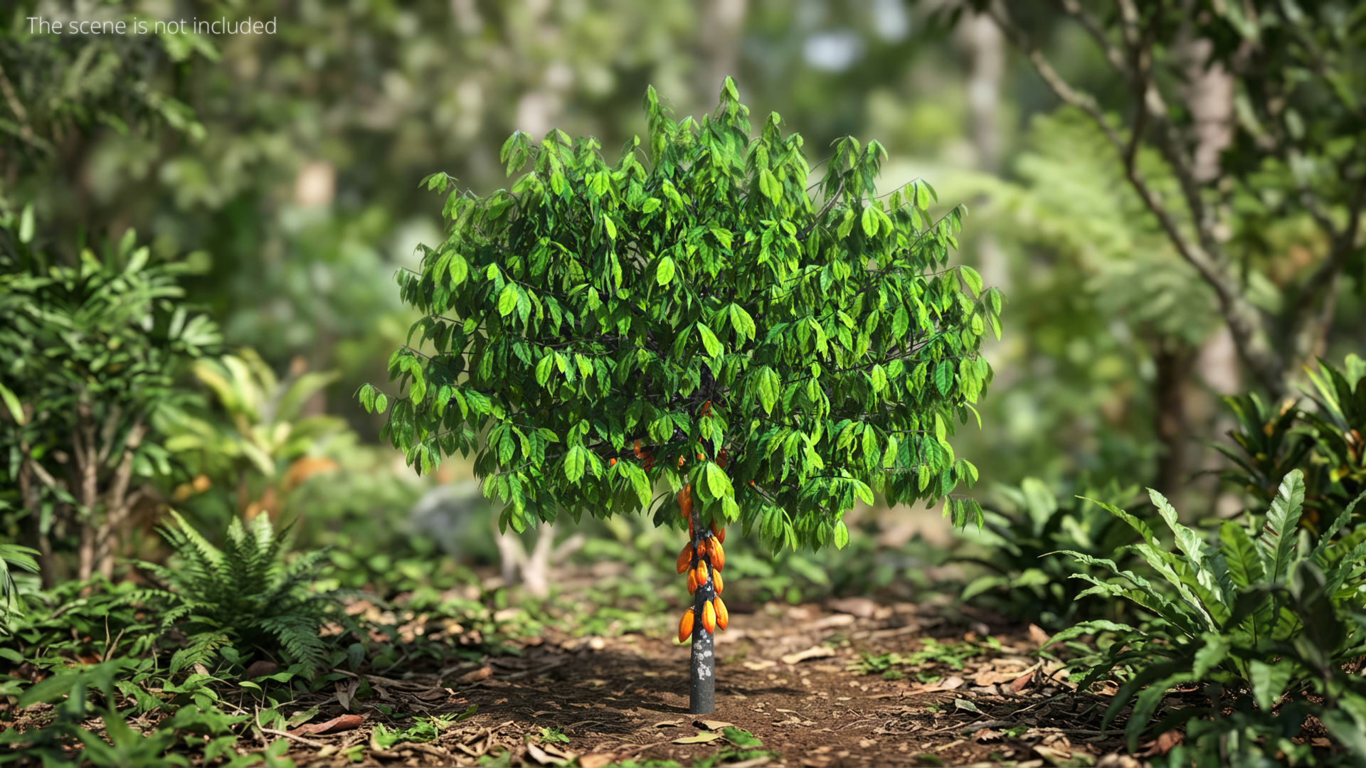 Theobroma Cocoa Tree with Fruits, view 2