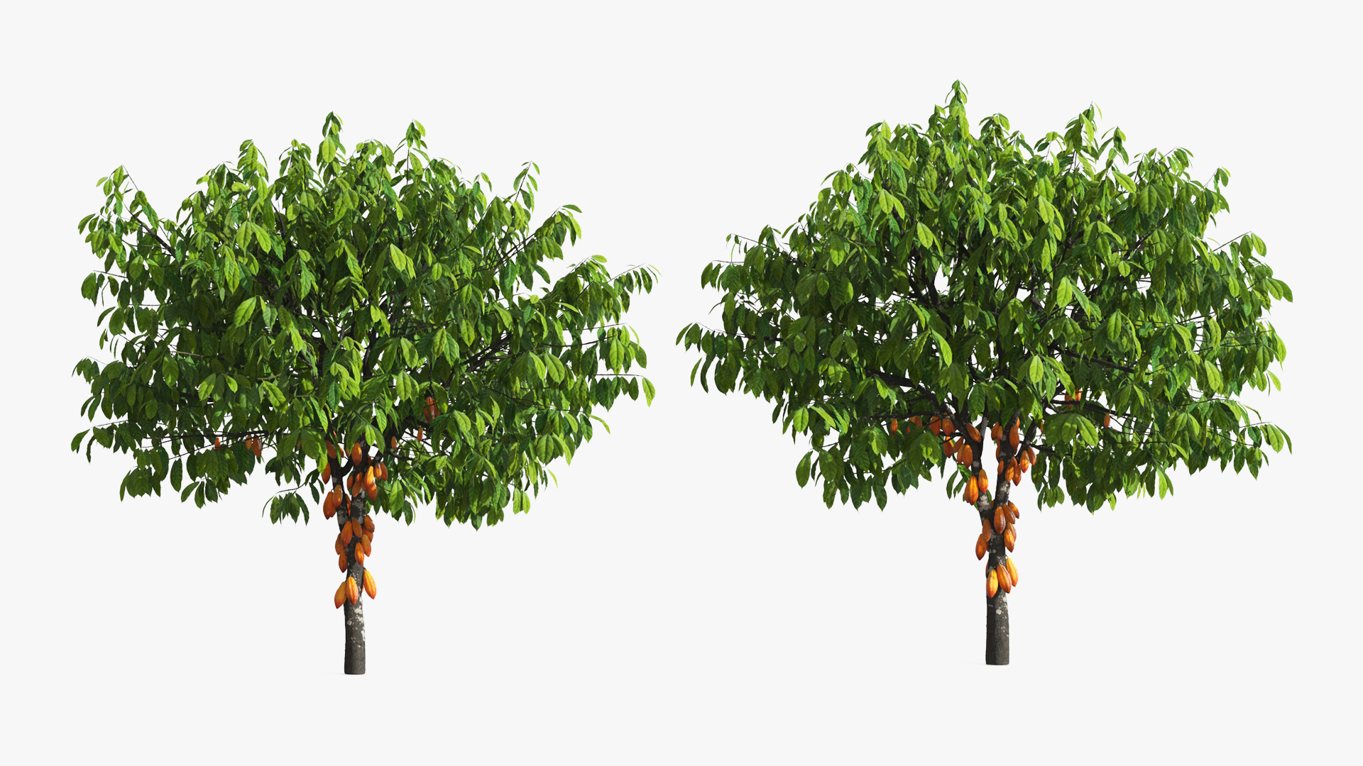 Theobroma Cocoa Tree with Fruits, view 3