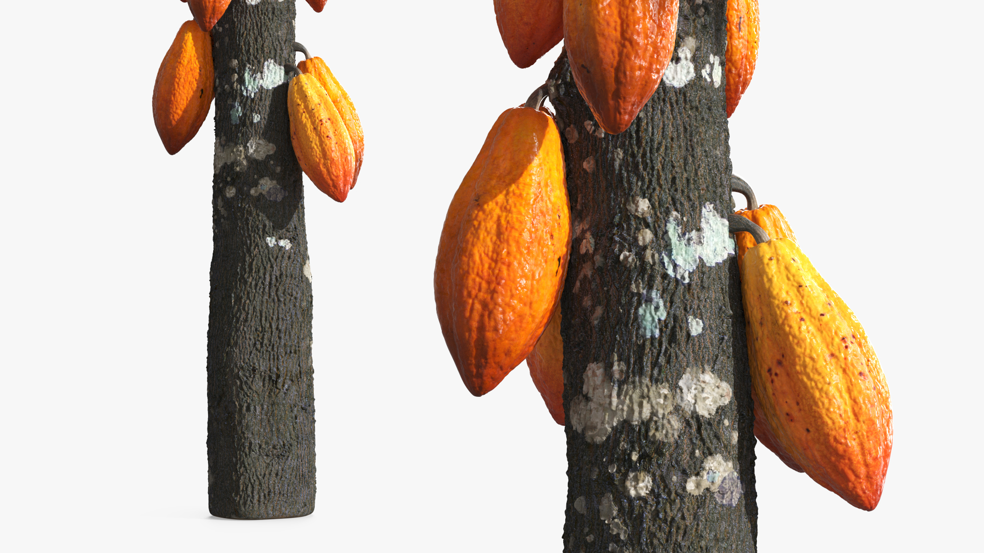 Theobroma Cocoa Tree with Fruits, view 6