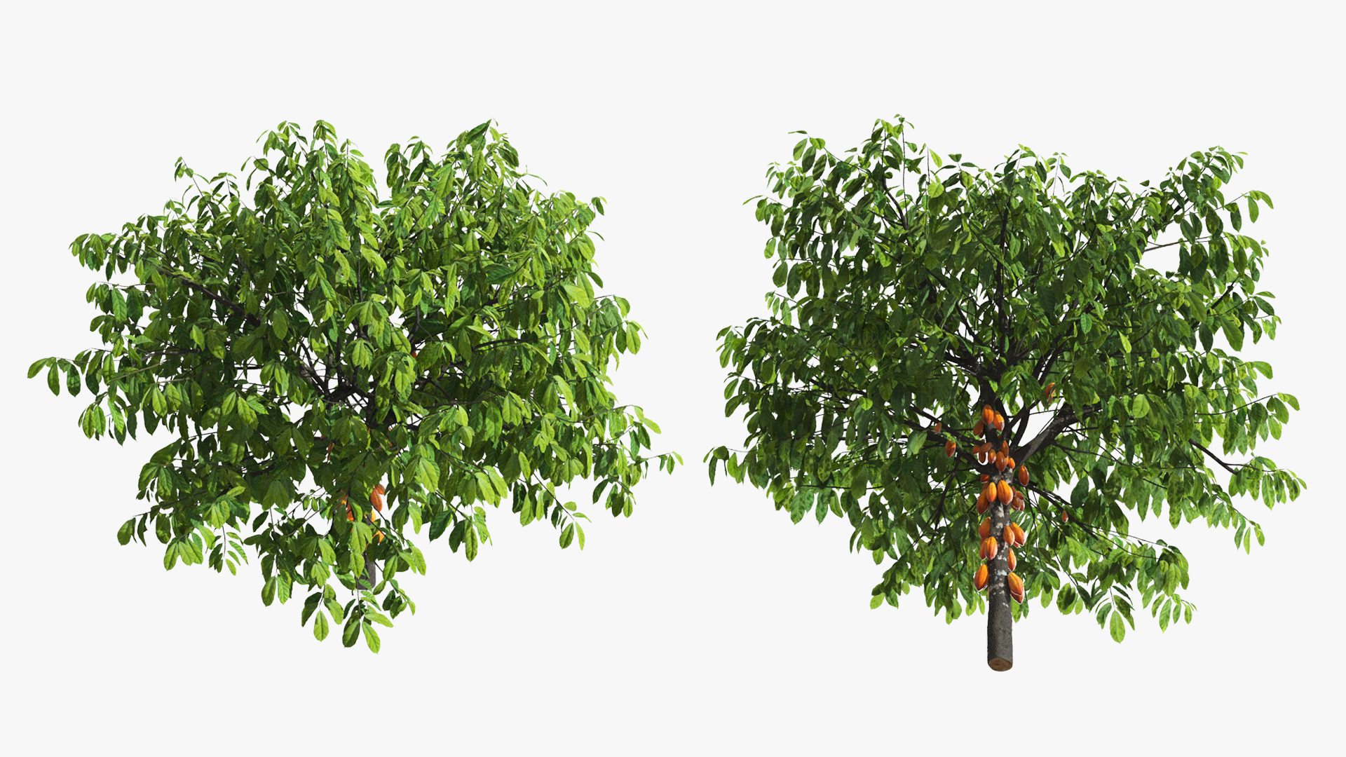 Theobroma Cocoa Tree with Fruits, view 4