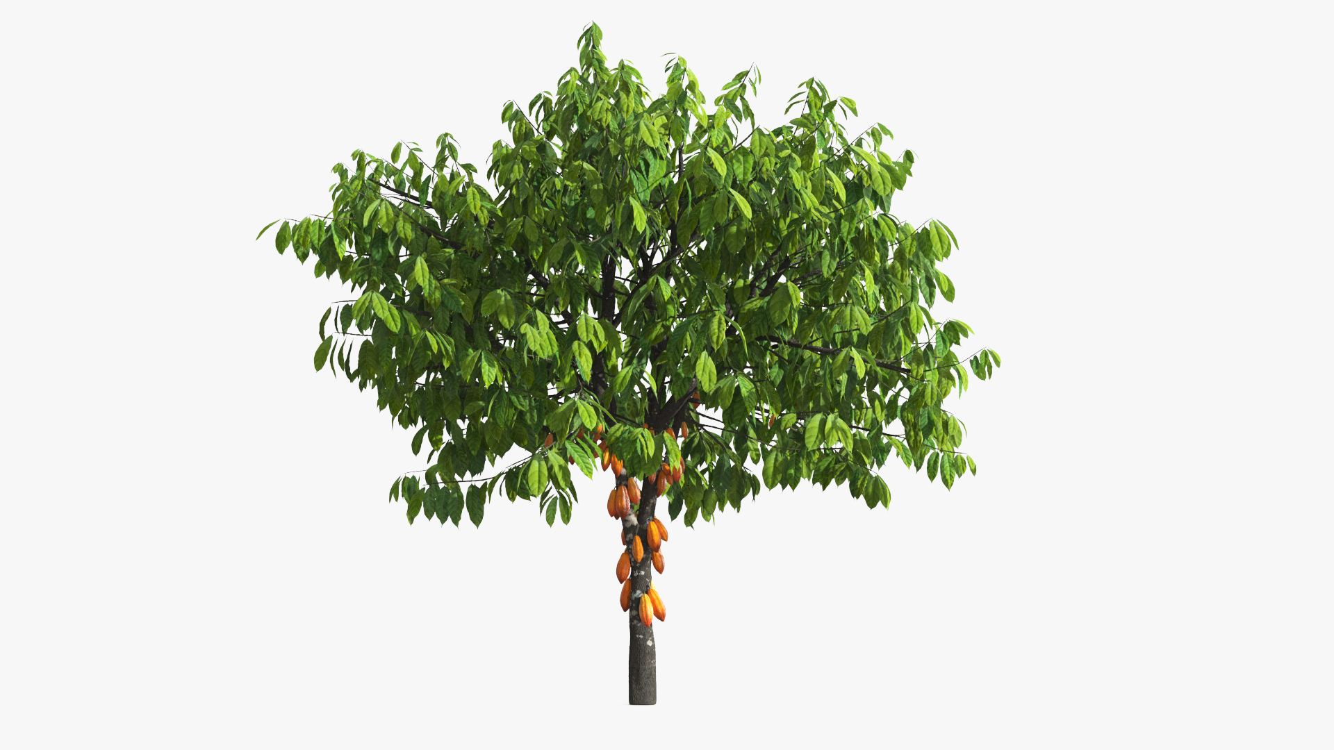 Theobroma Cocoa Tree with Fruits